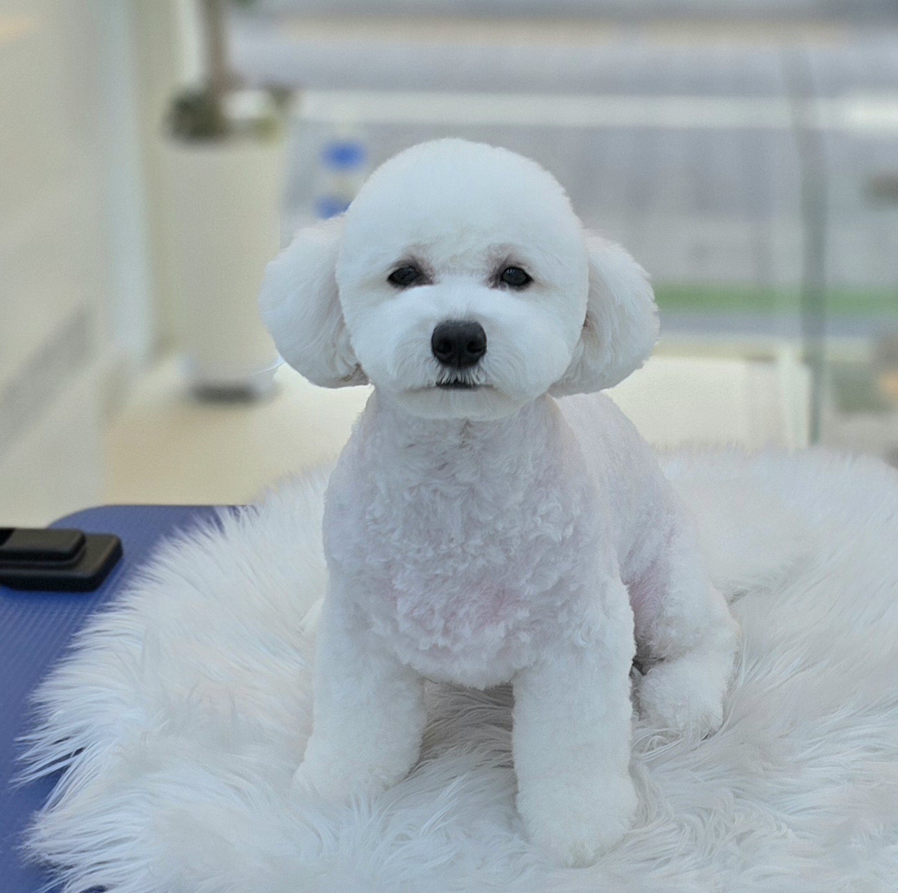 쌍문 행복한애견미용실 대표 이미지