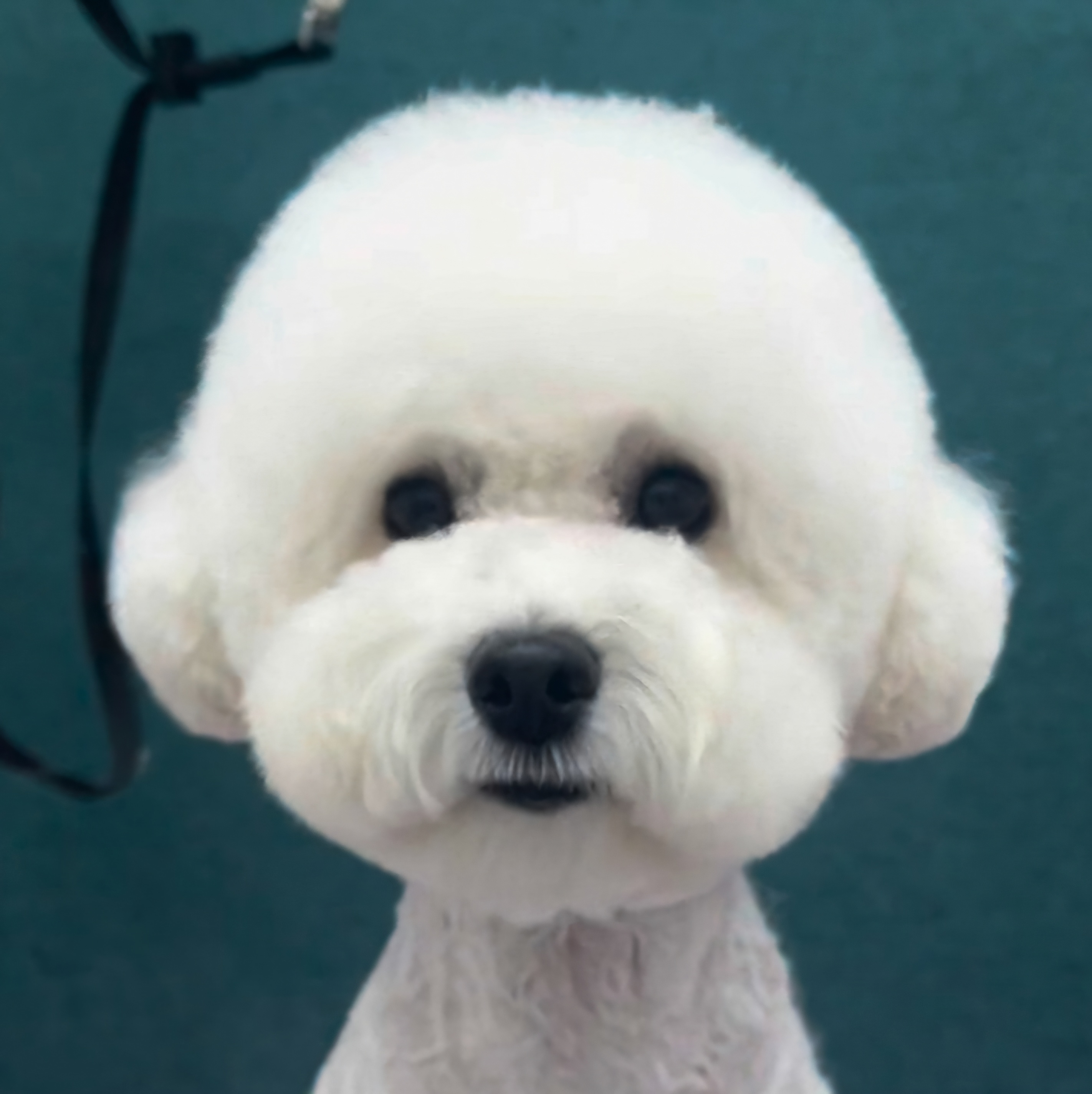 펫아지트 대표 이미지