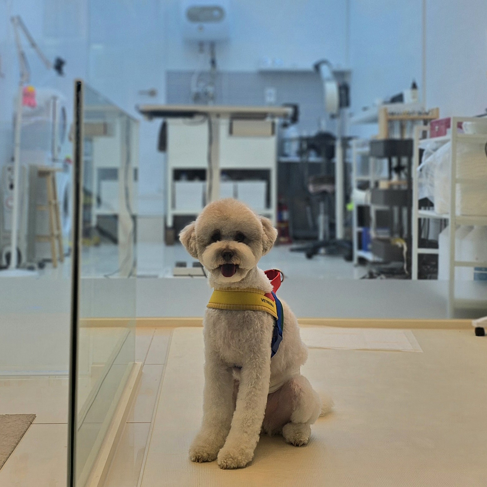 쌍문 행복한애견미용실 대표 이미지