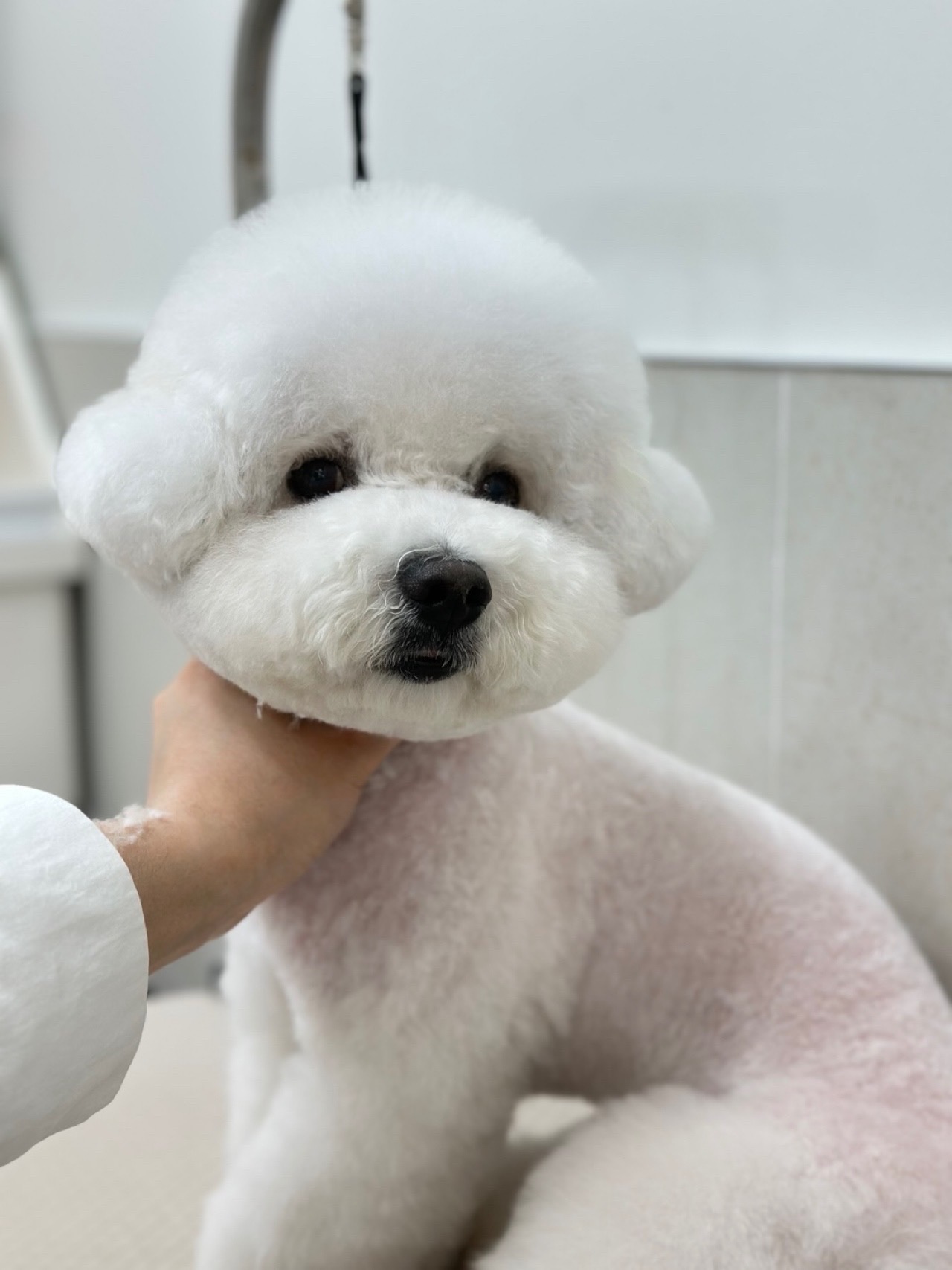 땡큐 펫 살롱 대표 이미지