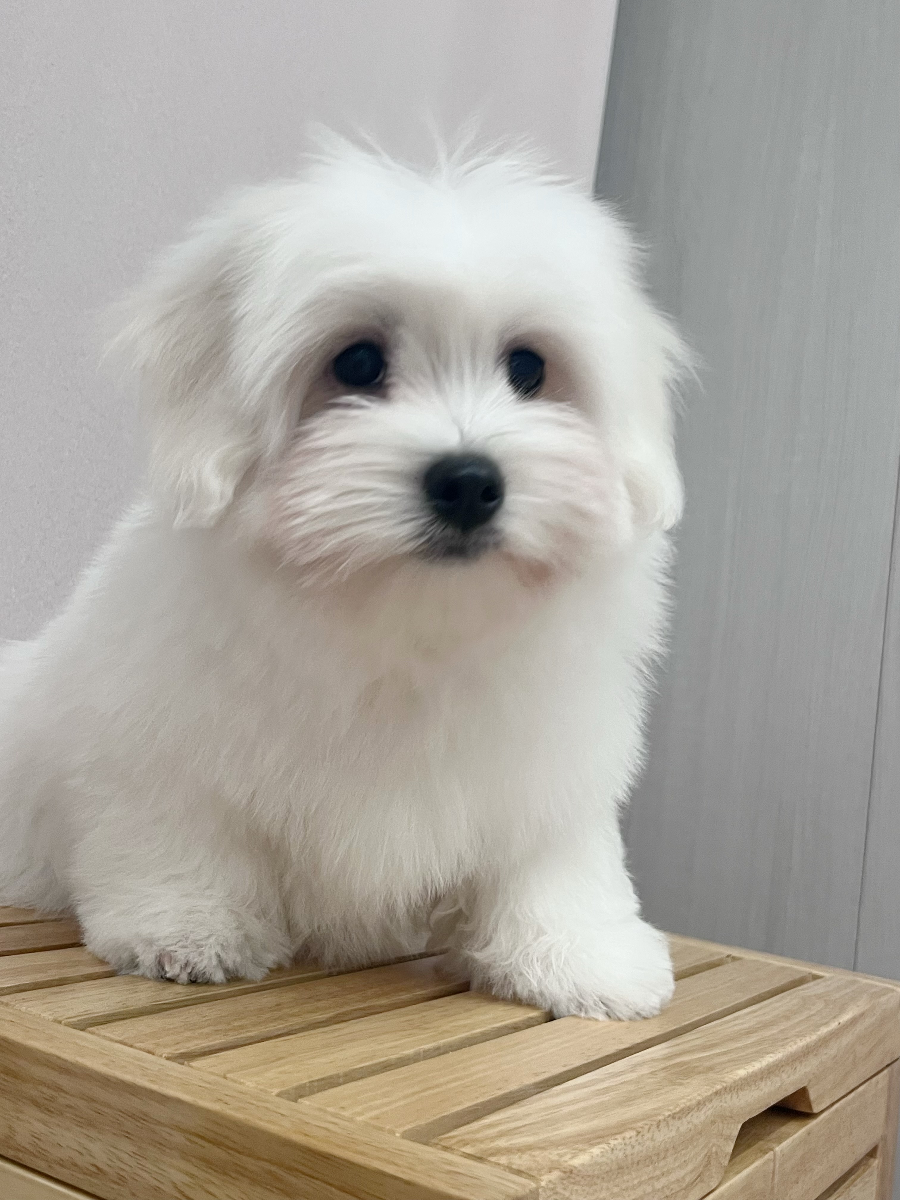 위드멍 3