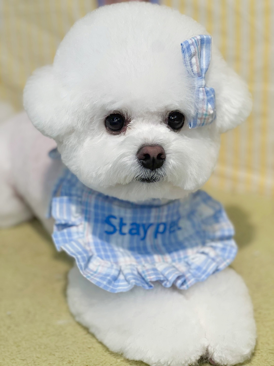 머무름 펫 대표 이미지