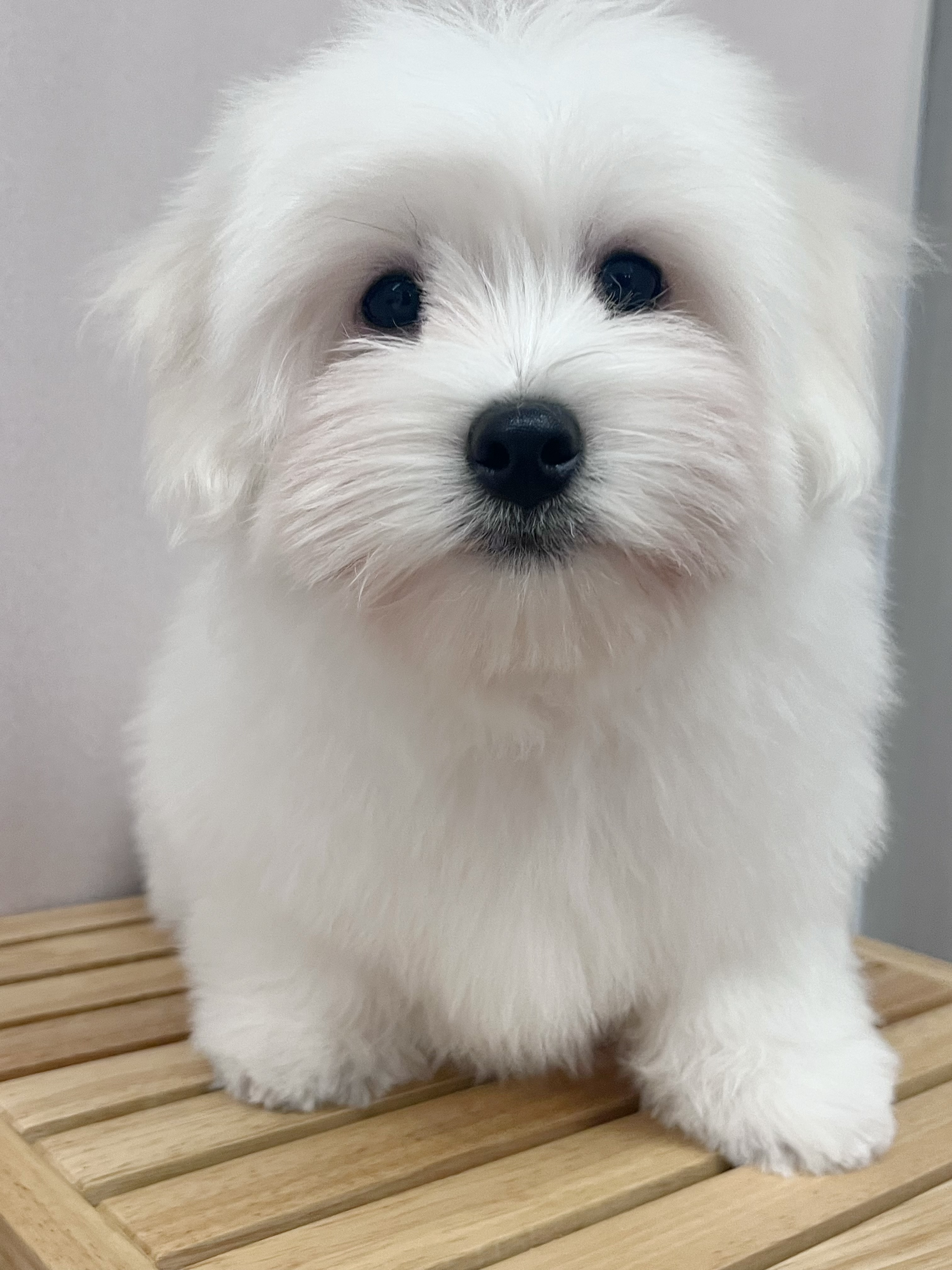 위드멍 6