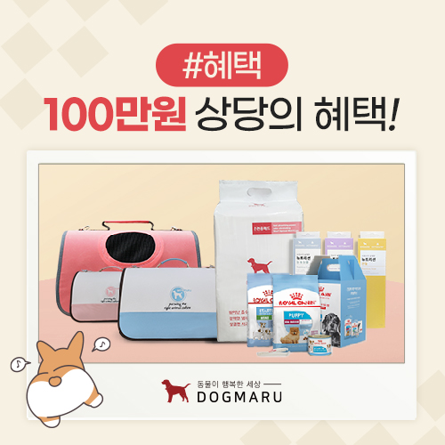 서울 강아지 분양 고양이 분양 도그마루 대표 이미지