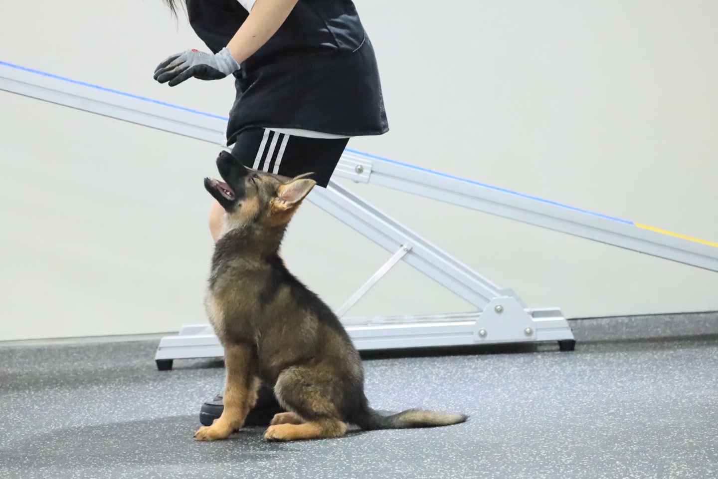 루시드독 대표 이미지