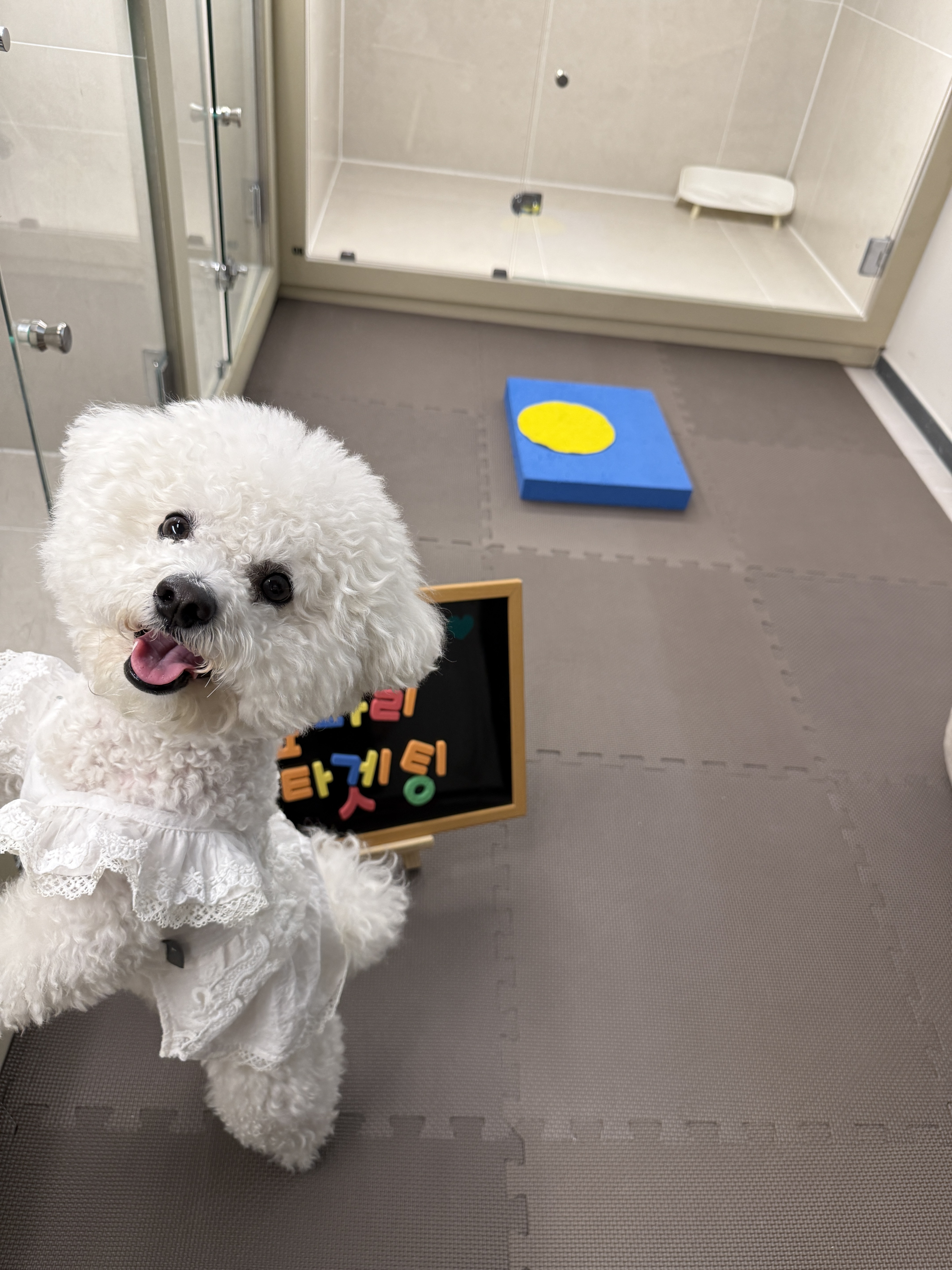 프렌멍 강아지유치원 호텔 대표 이미지