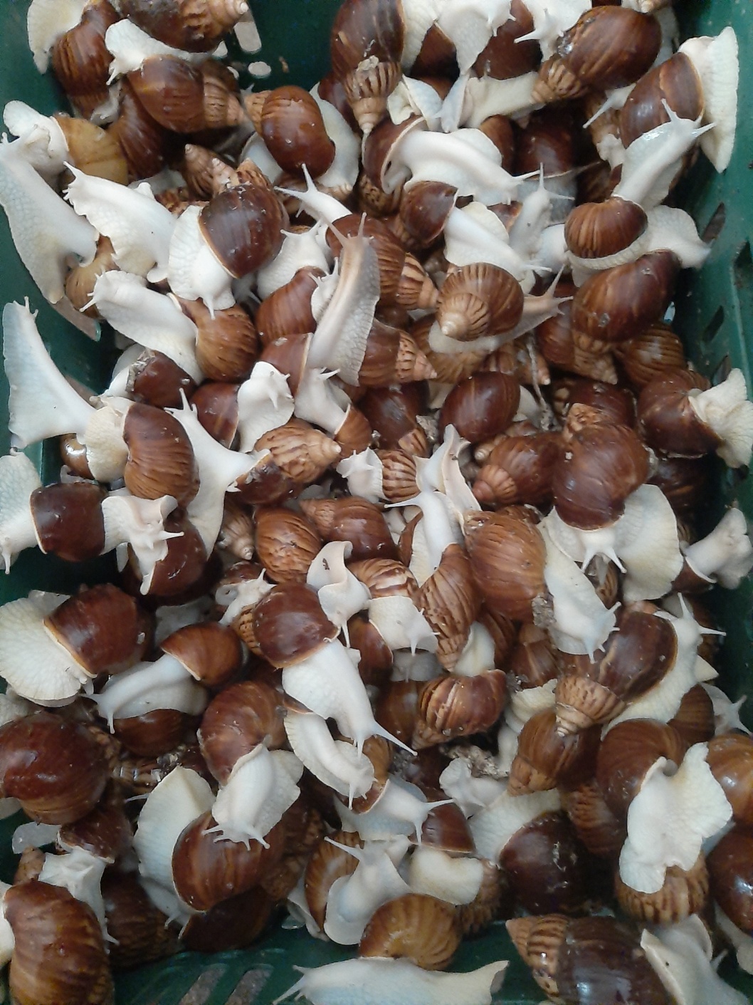 늘푸른농산