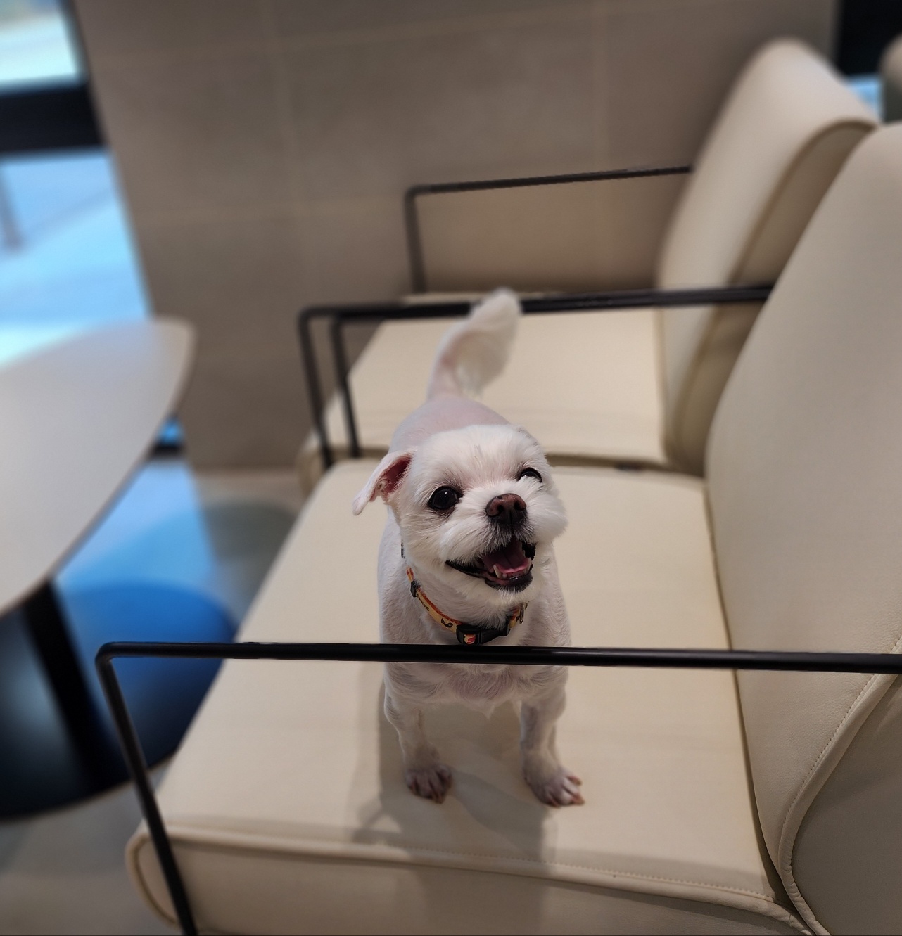 고양시 반려온뜰 대표 이미지