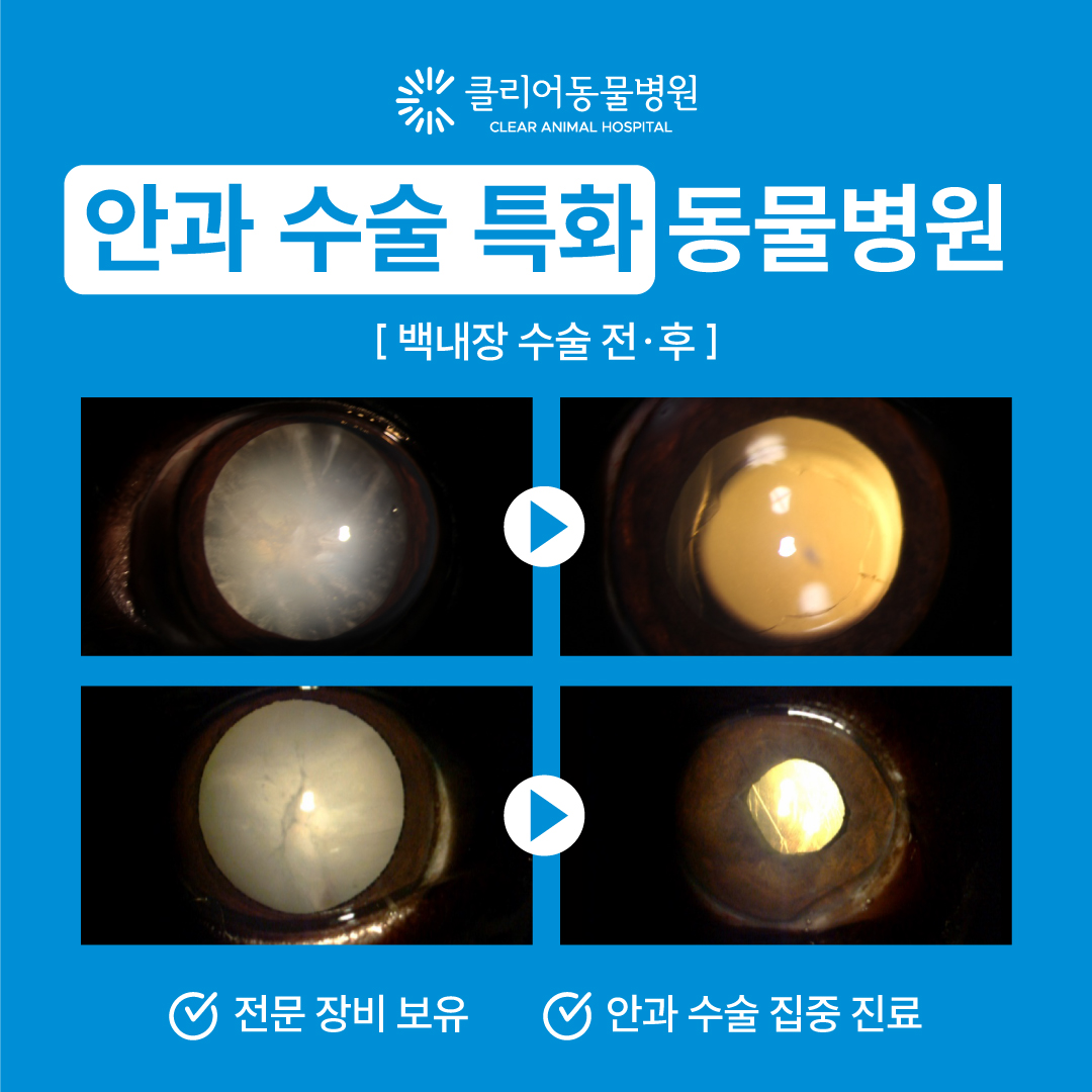 클리어동물병원 내부 또는 관련 모습