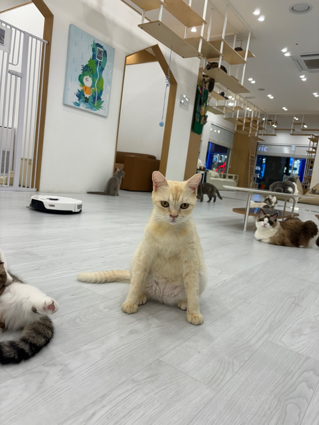 캣플 코지눅 시화점
