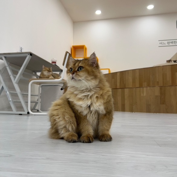 캣플 코지눅 시화점