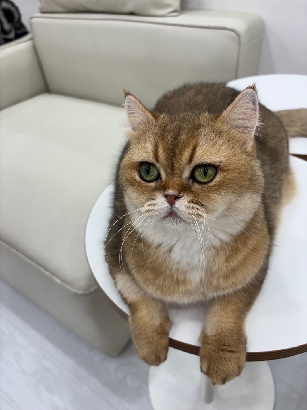 캣플 코지눅 시화점