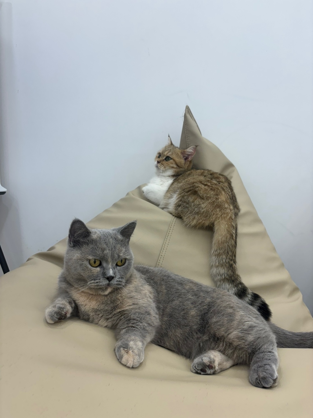 캣플 코지눅 시화점