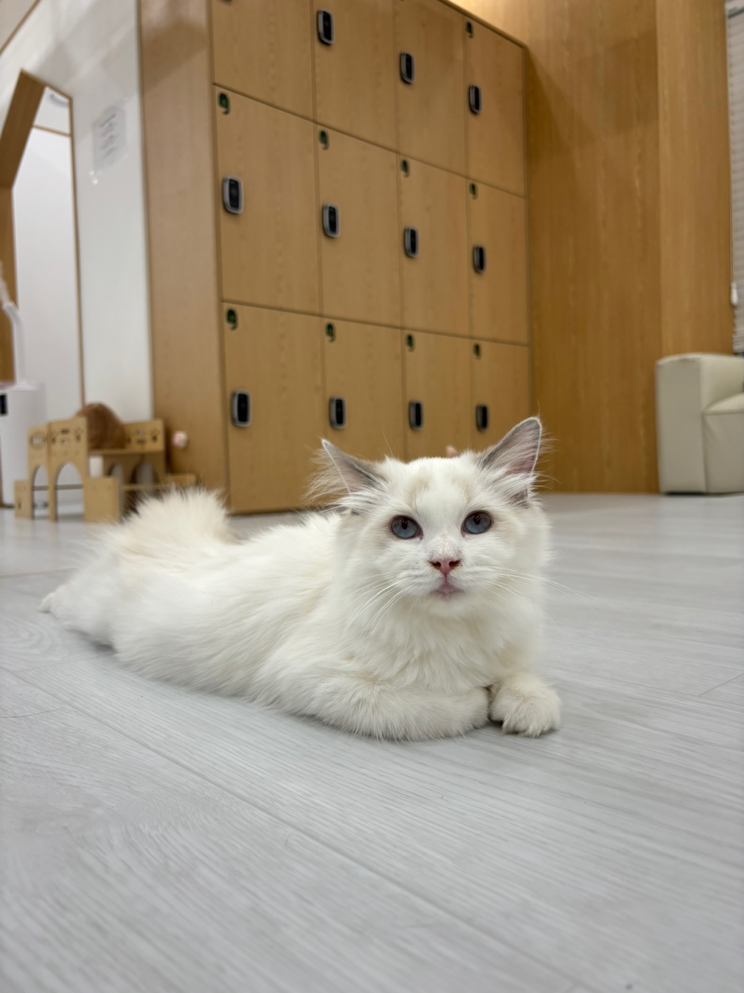 캣플 코지눅 시화점