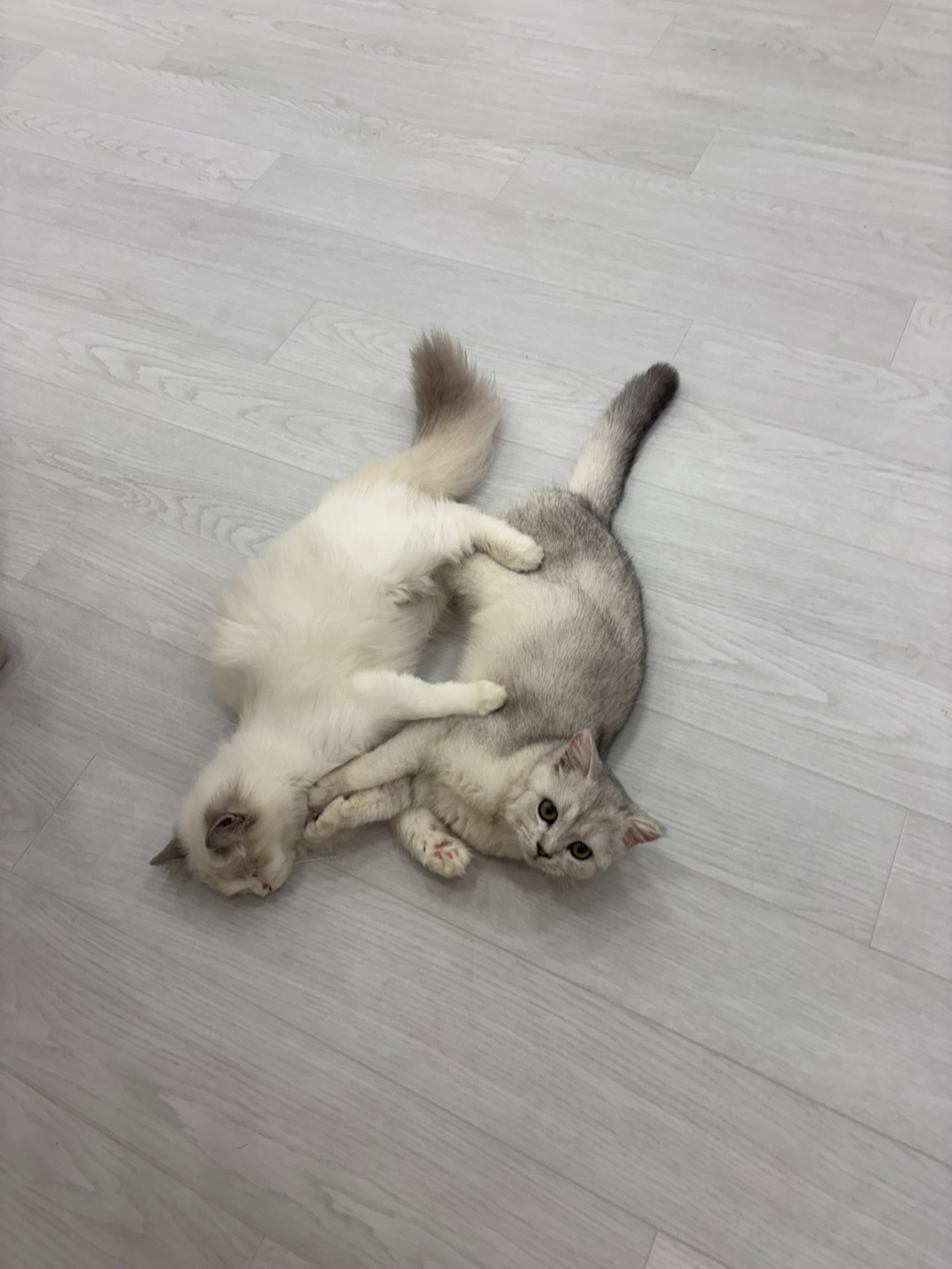 캣플 코지눅 시화점