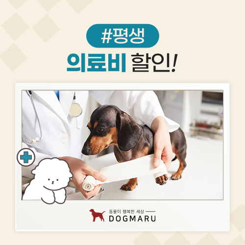 원주강아지분양 고양이분양 도그마루 대표 이미지