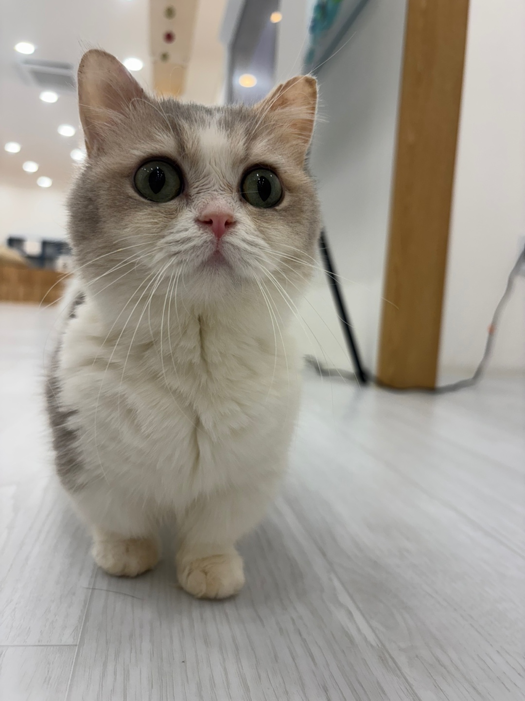 캣플 코지눅 시화점