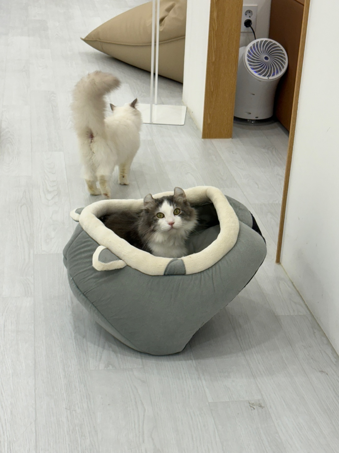 캣플 코지눅 시화점