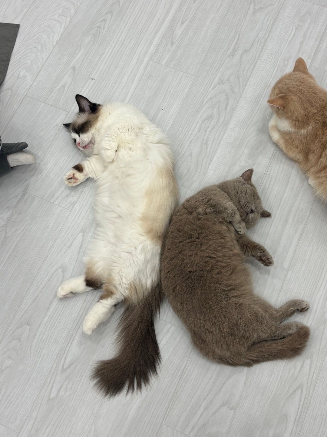 캣플 코지눅 시화점