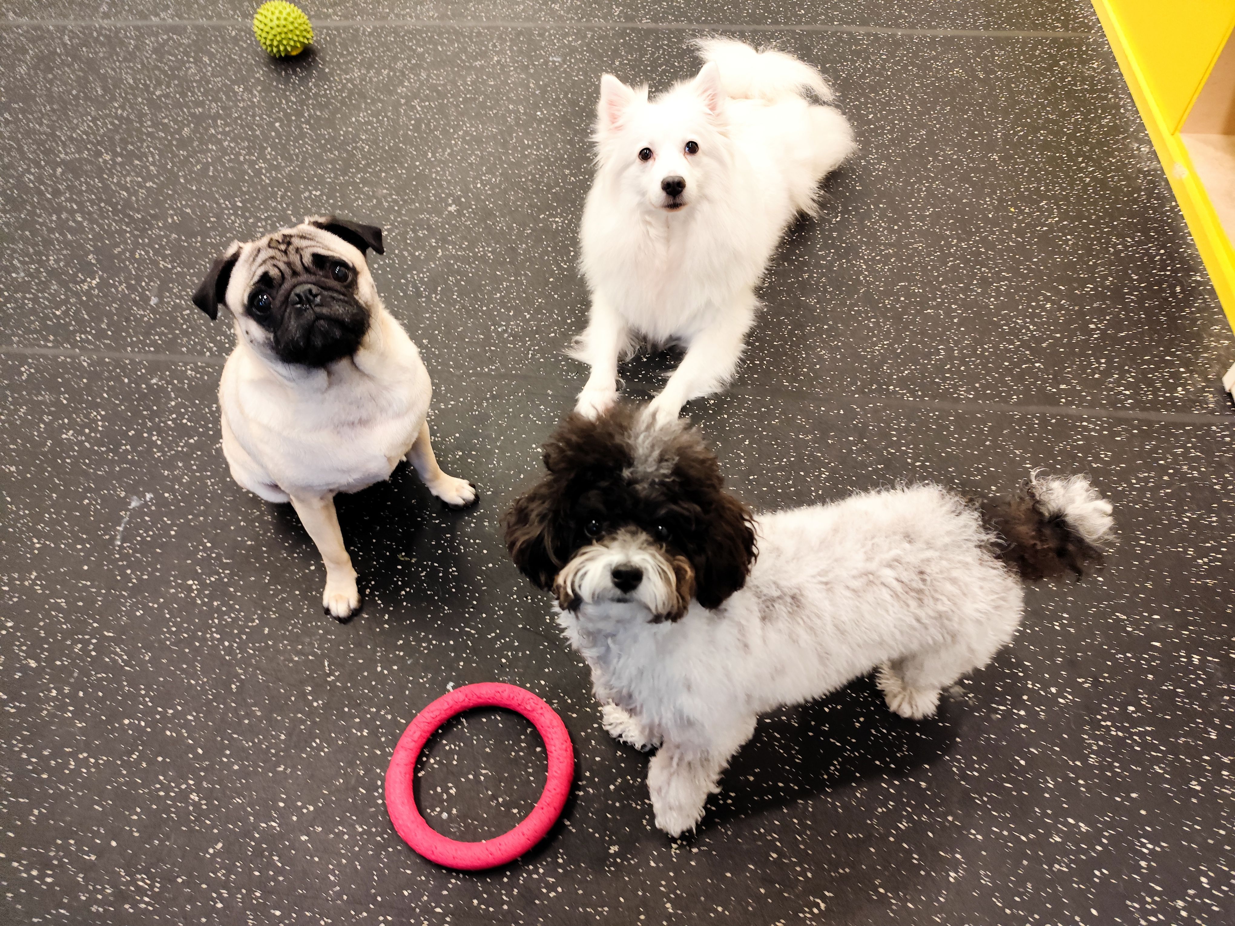 지지밍고 대표 이미지