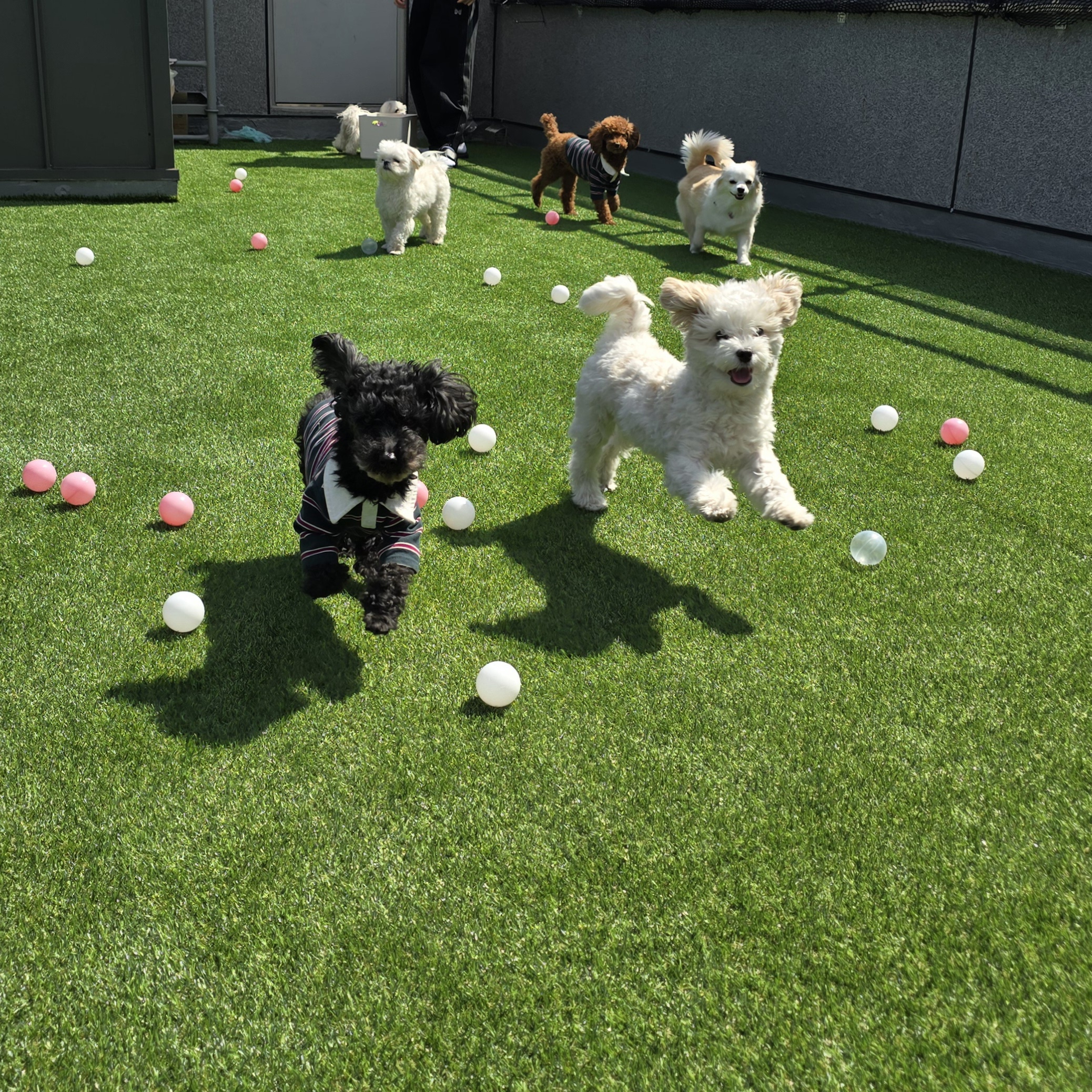 웰컴댕댕 대표 이미지