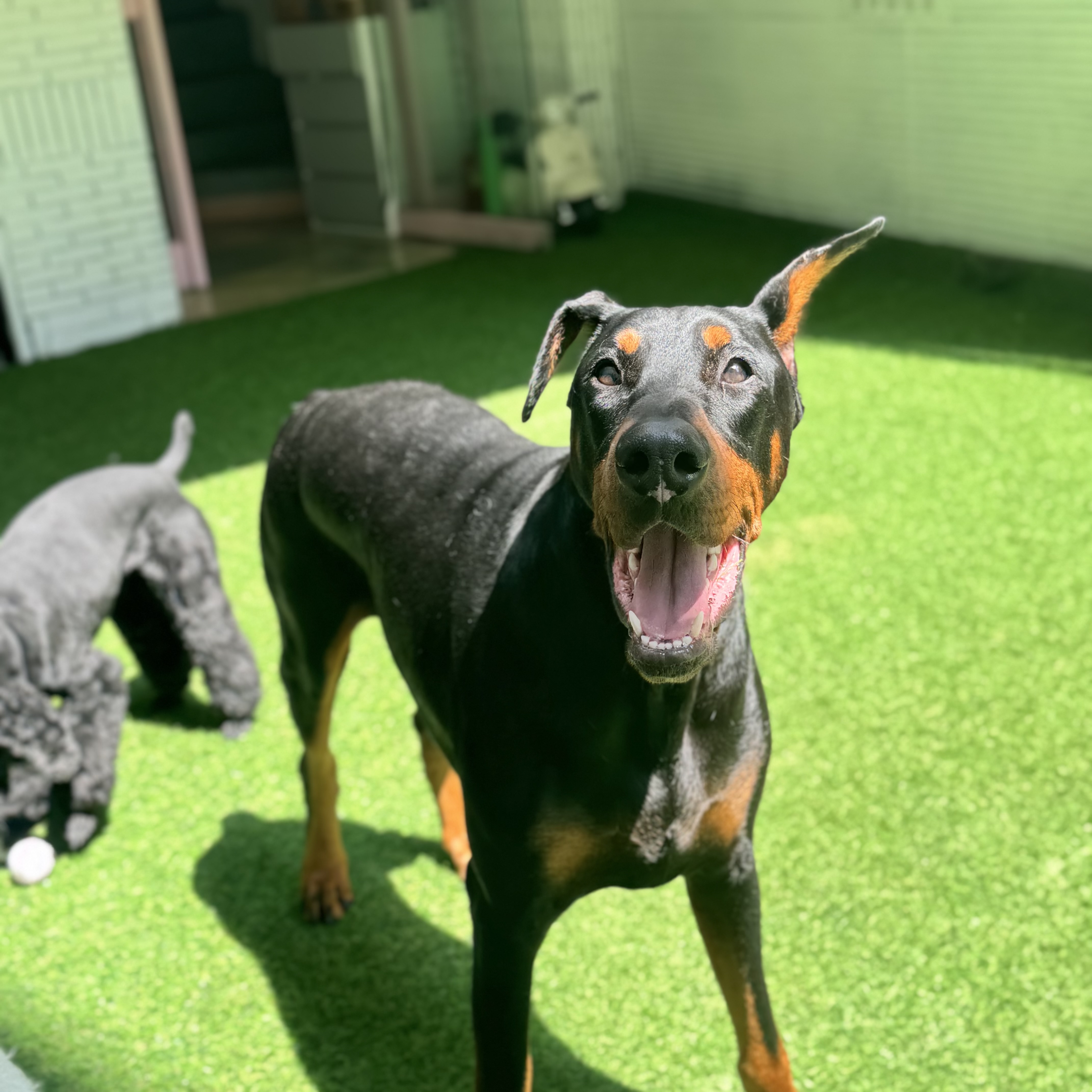 행복하개 대표 이미지