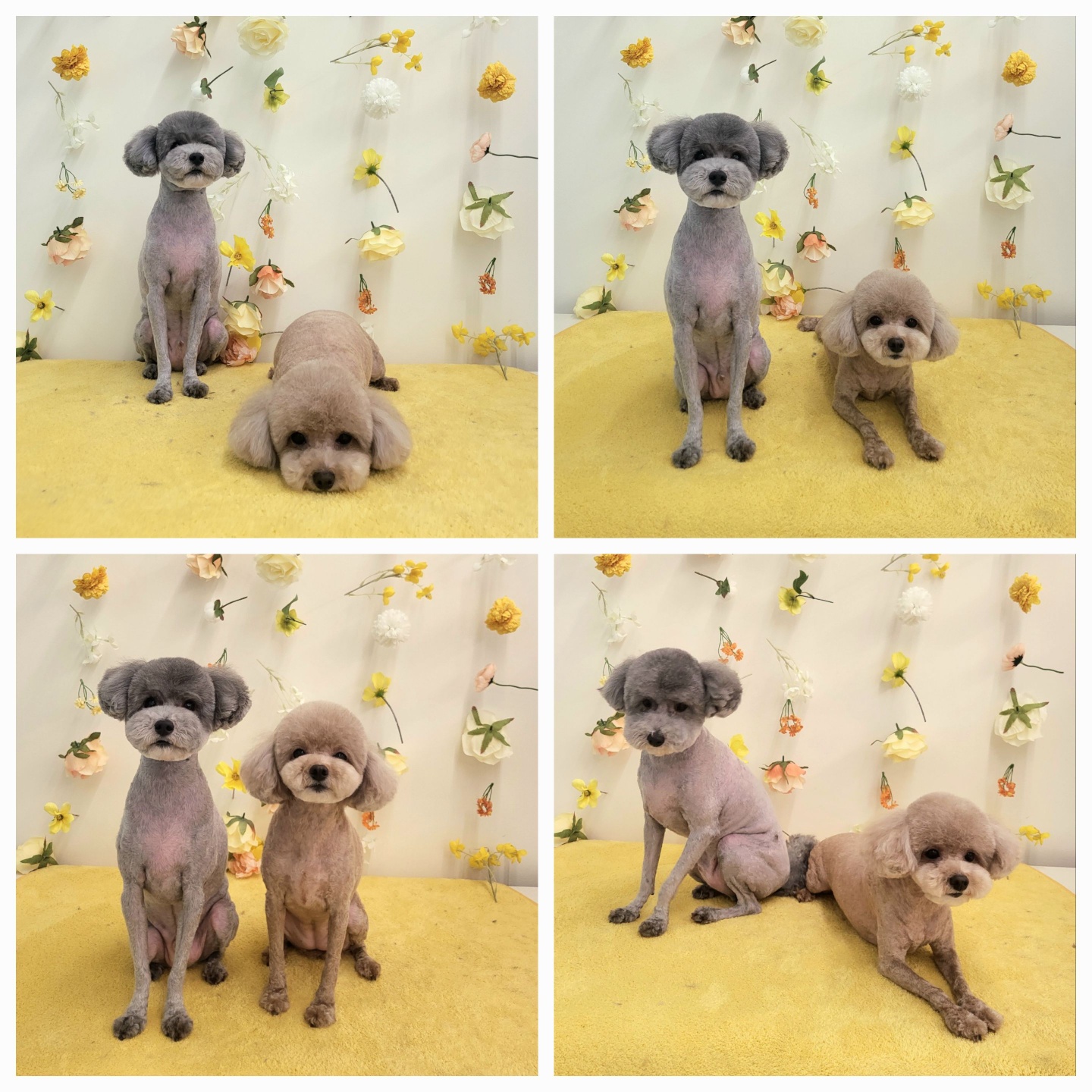 태리펫애견미용실 관련 이미지