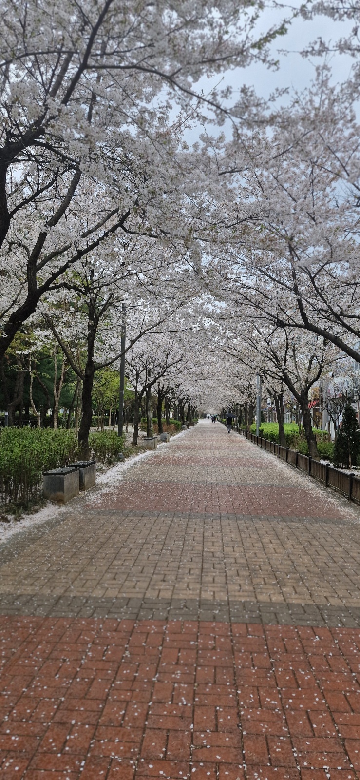 헬로몽 대표 이미지