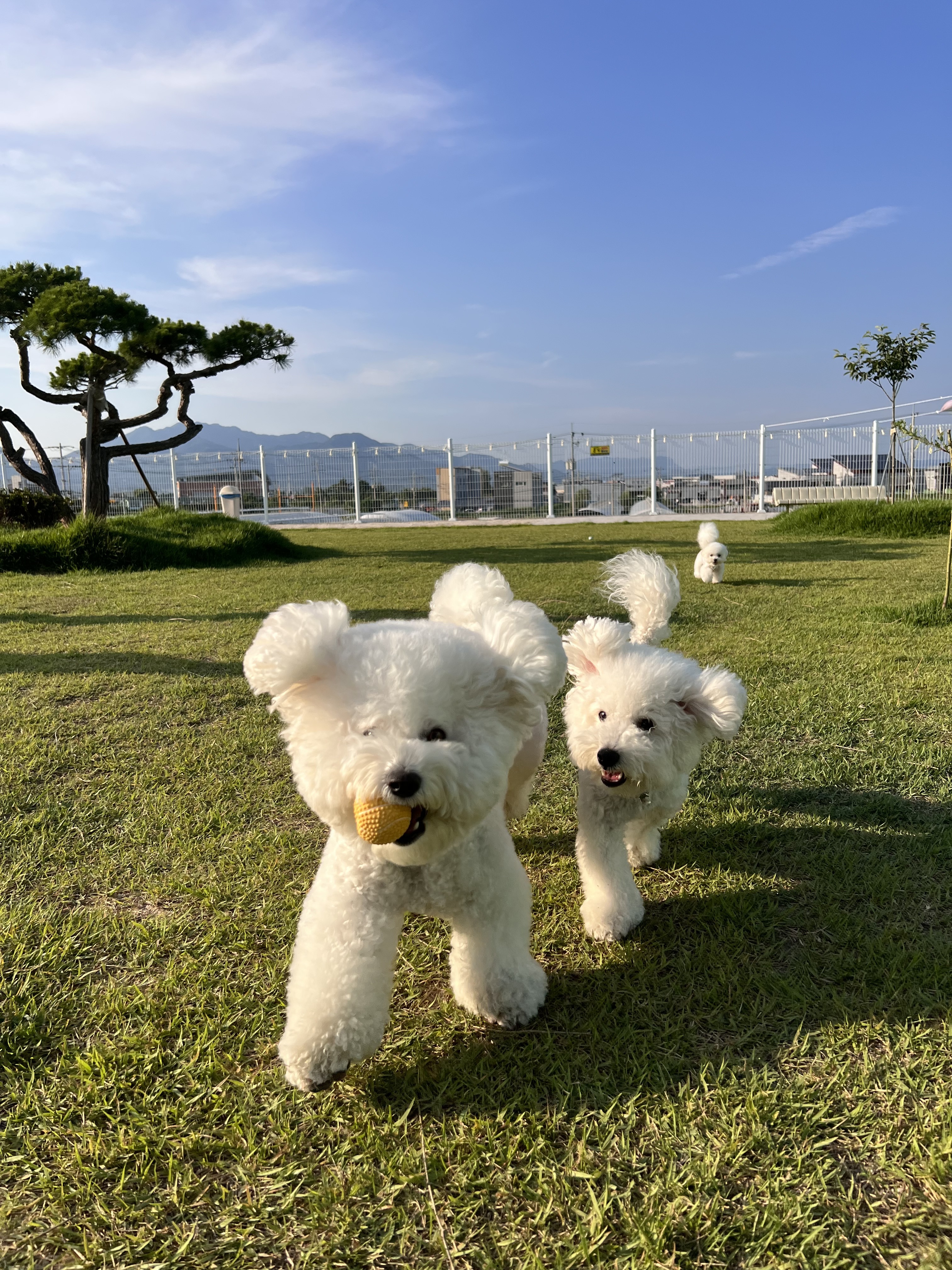 멍디브 — 북구