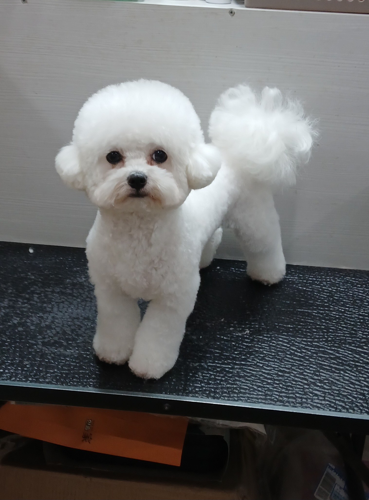 예쁜강아지 대표 이미지