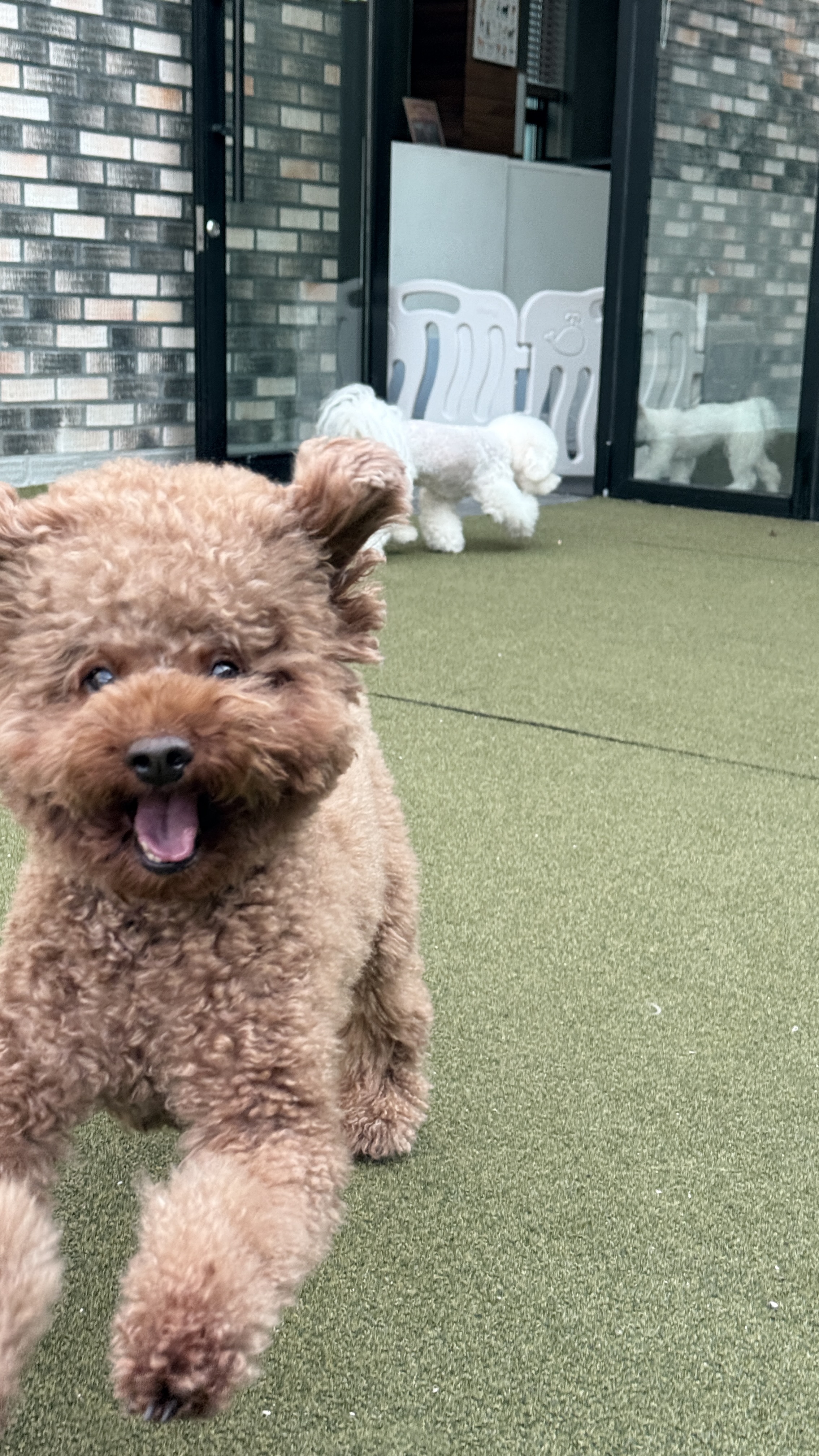 스탠독 애견유치원&독피트니스 대표 이미지