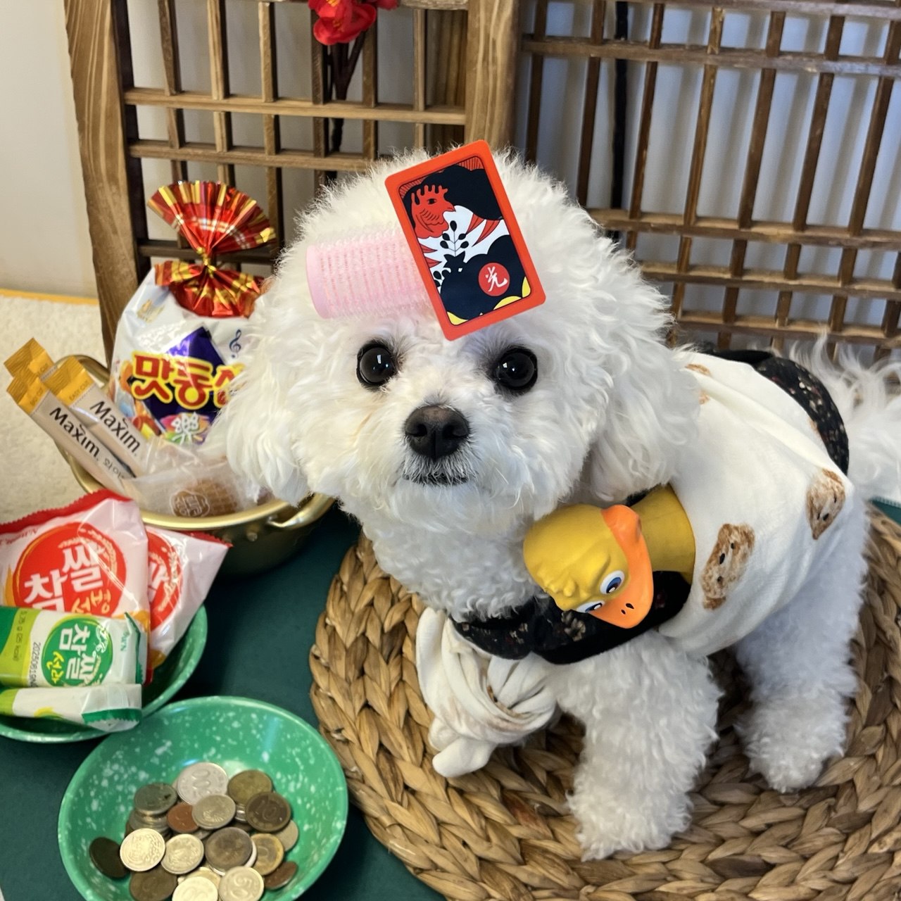 몽구네 애견유치원 대표 이미지