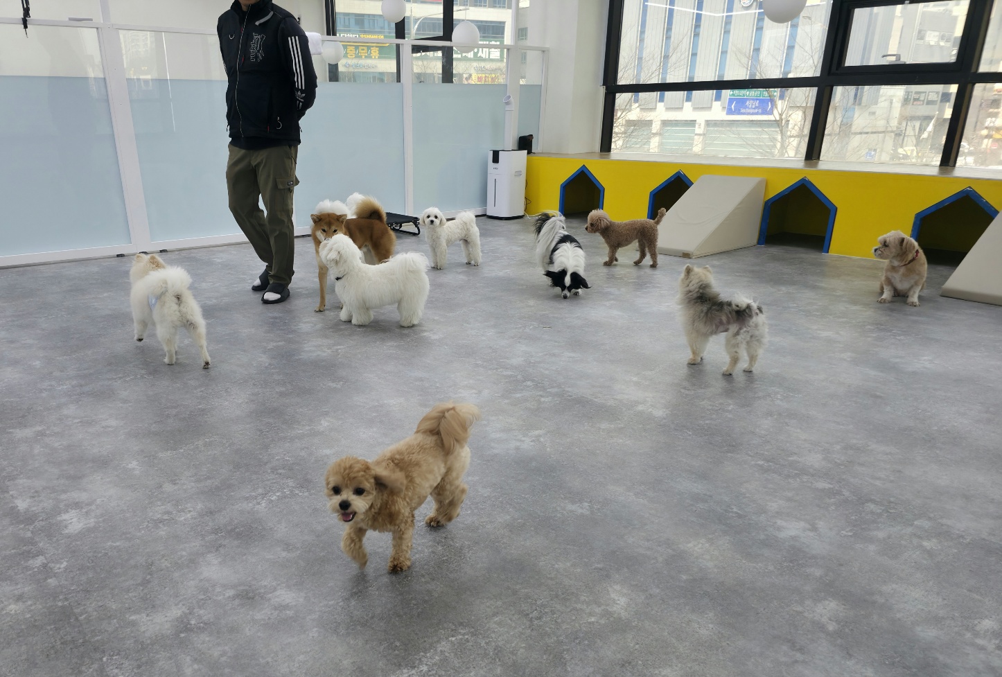 도그라운지 대표 이미지