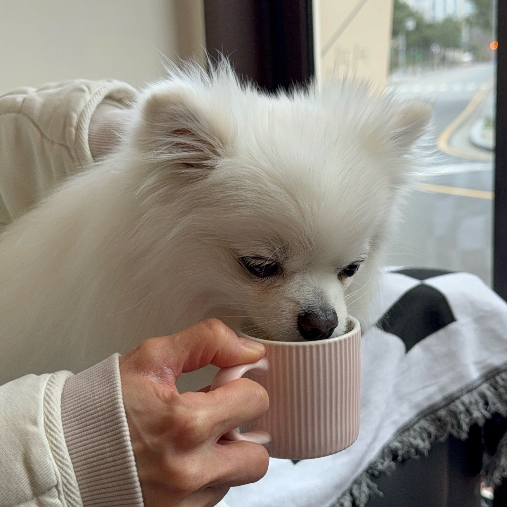 위디위키 대표 이미지