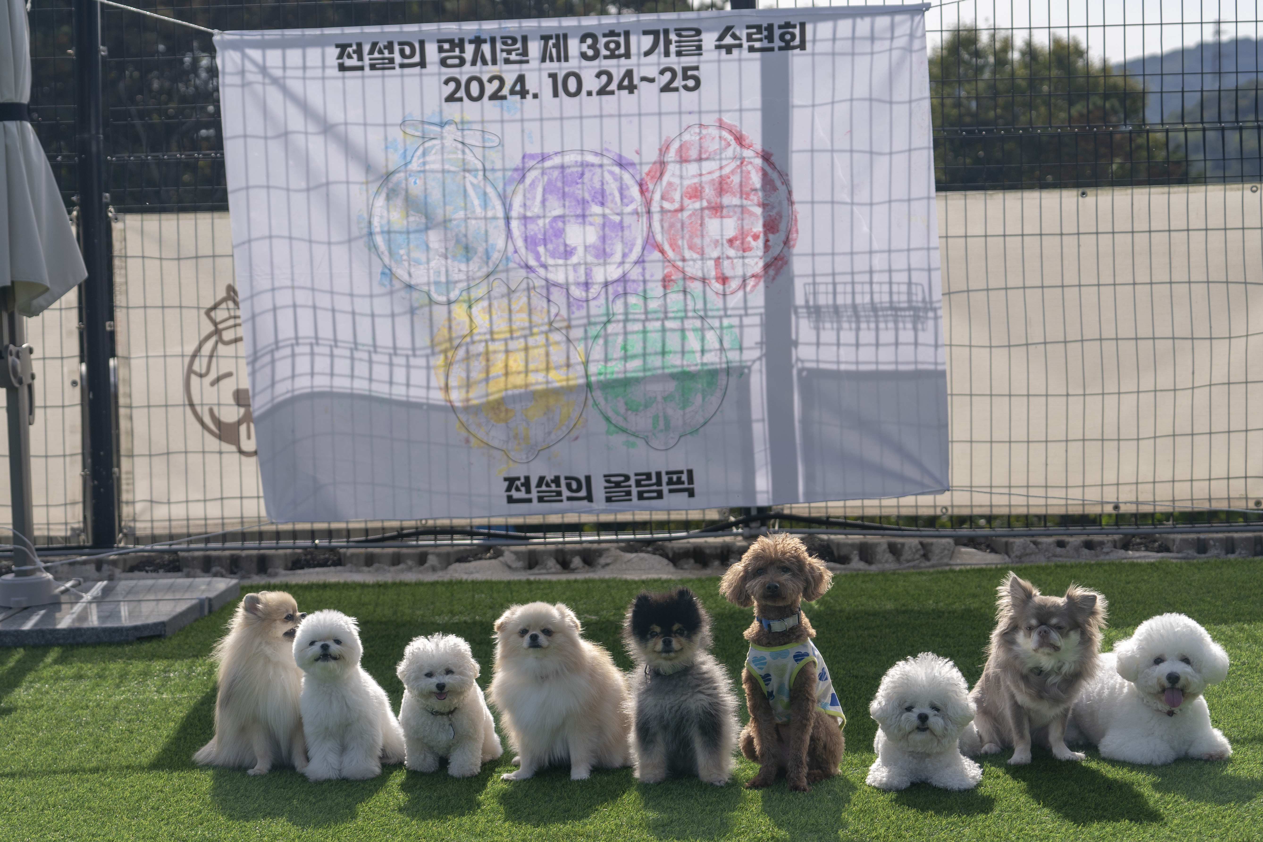 전설의강아지 대표 이미지