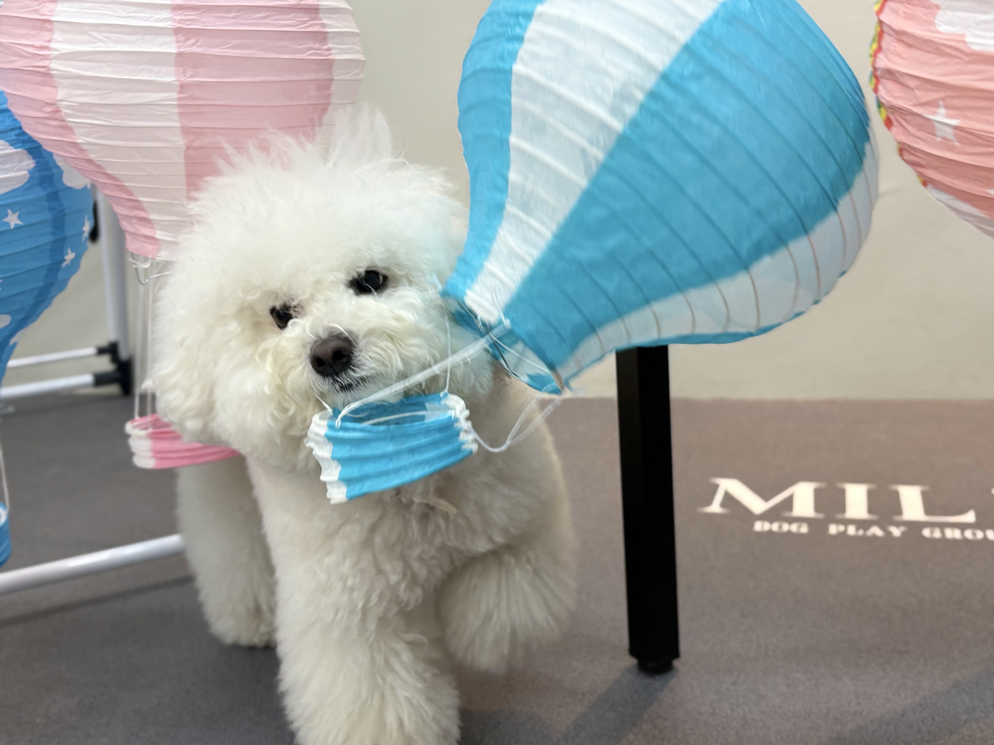 퍼시독 대표 이미지