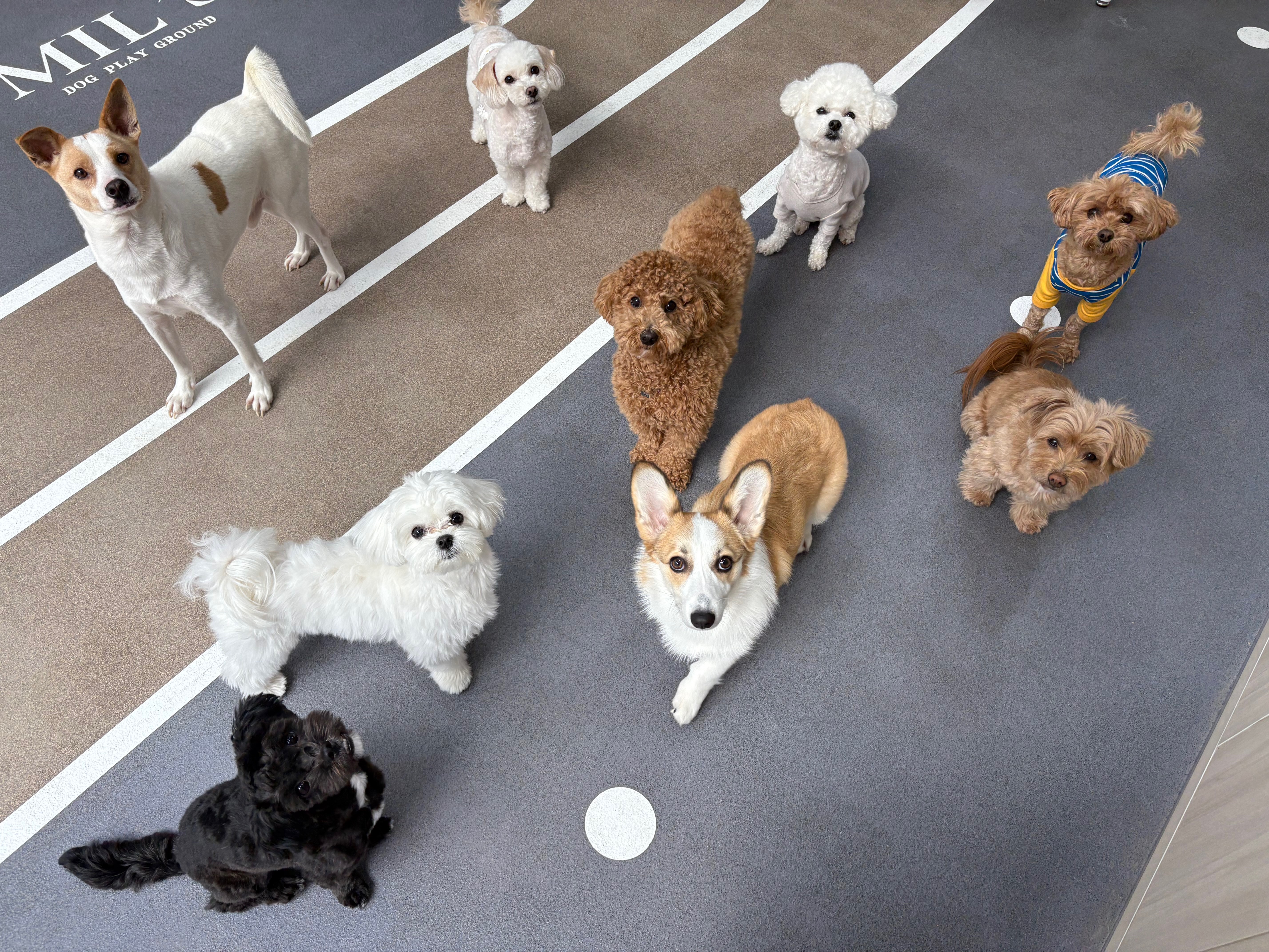 퍼시독 대표 이미지