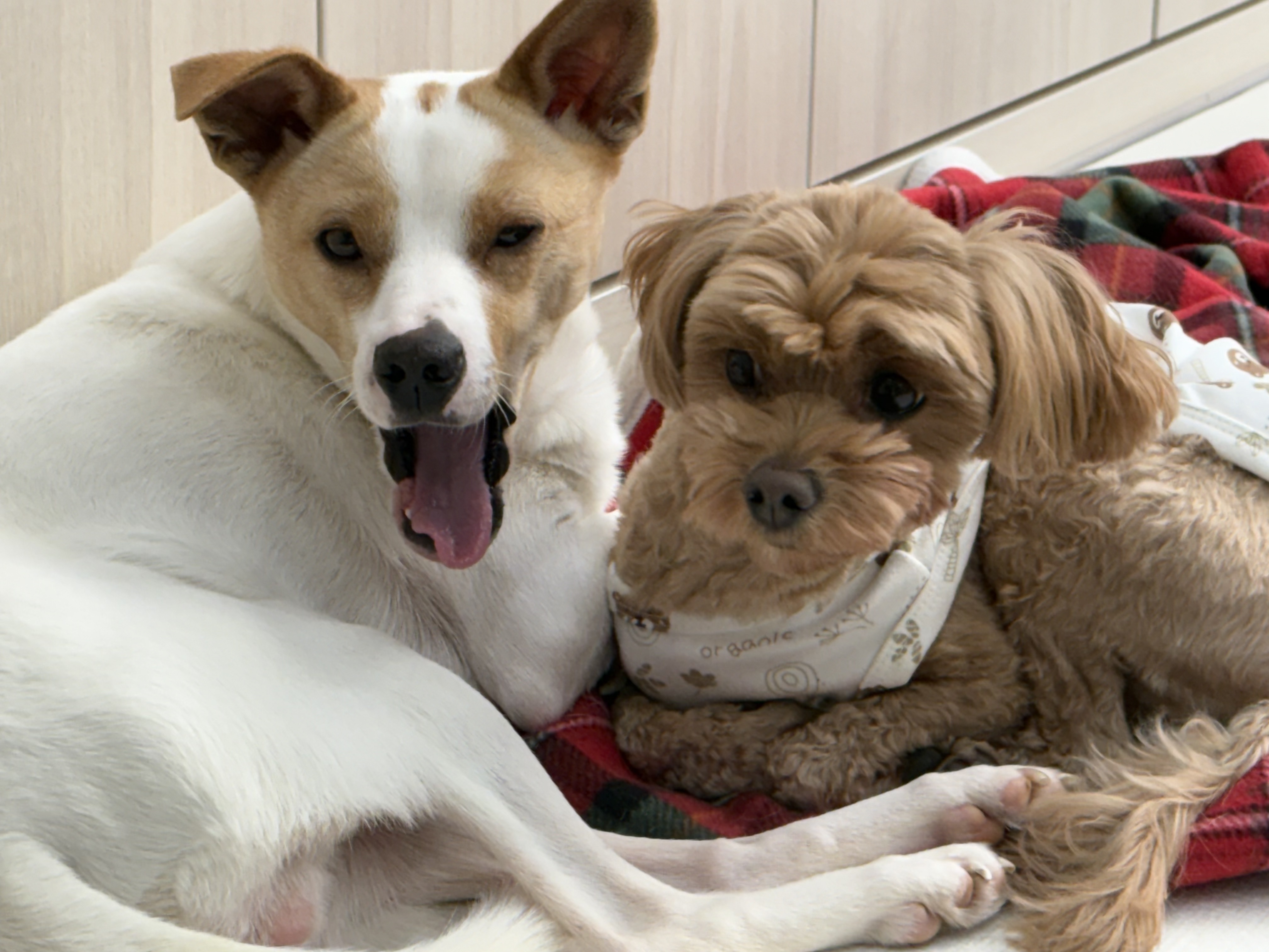 퍼시독 대표 이미지