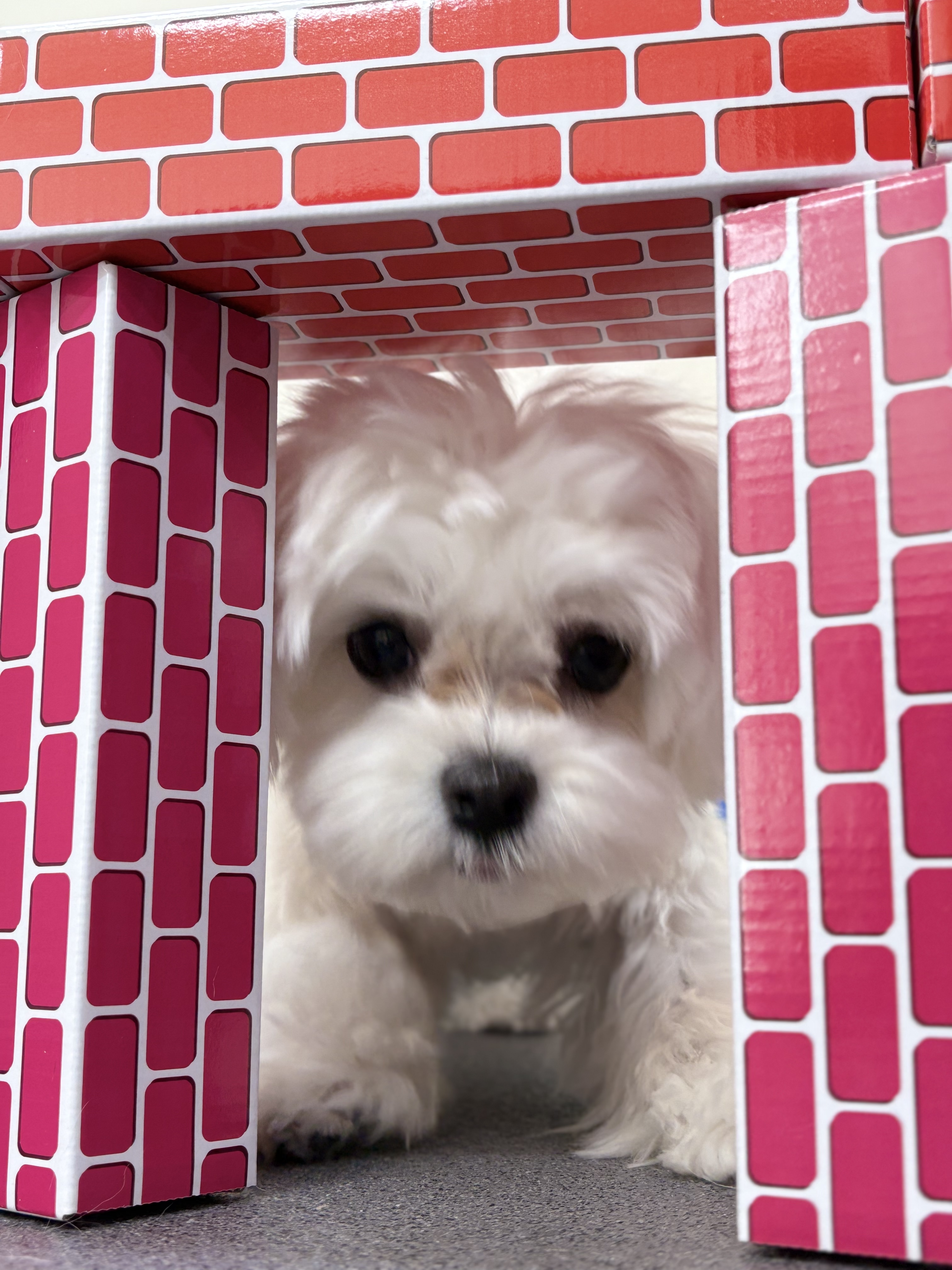 퍼시독 대표 이미지