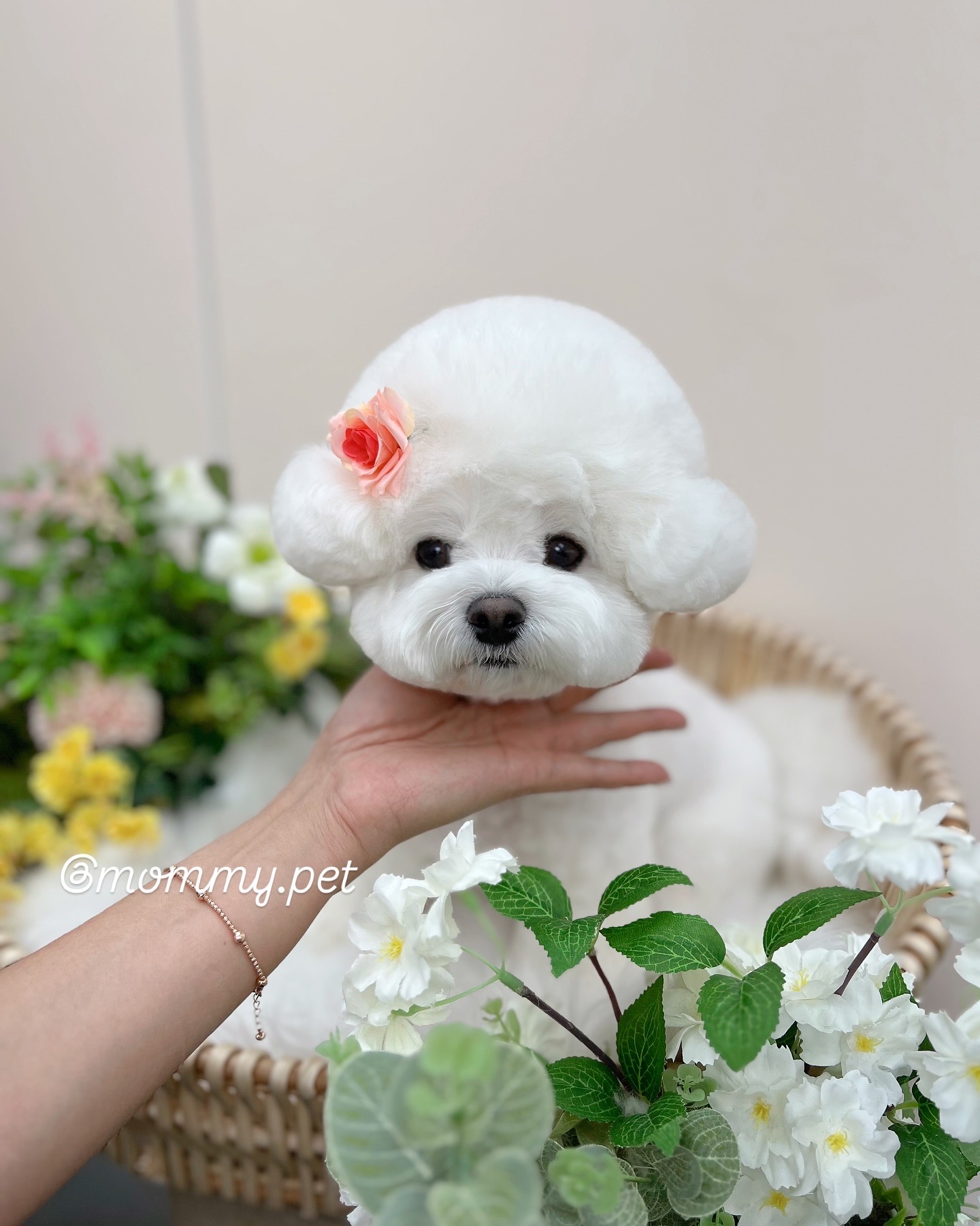 마미펫 대표 이미지