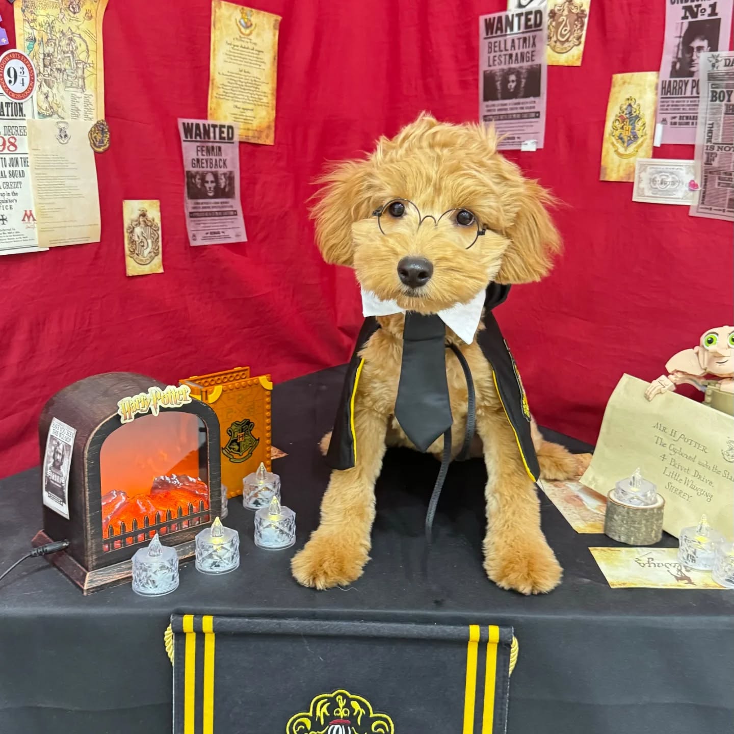 도그와트 대표 이미지