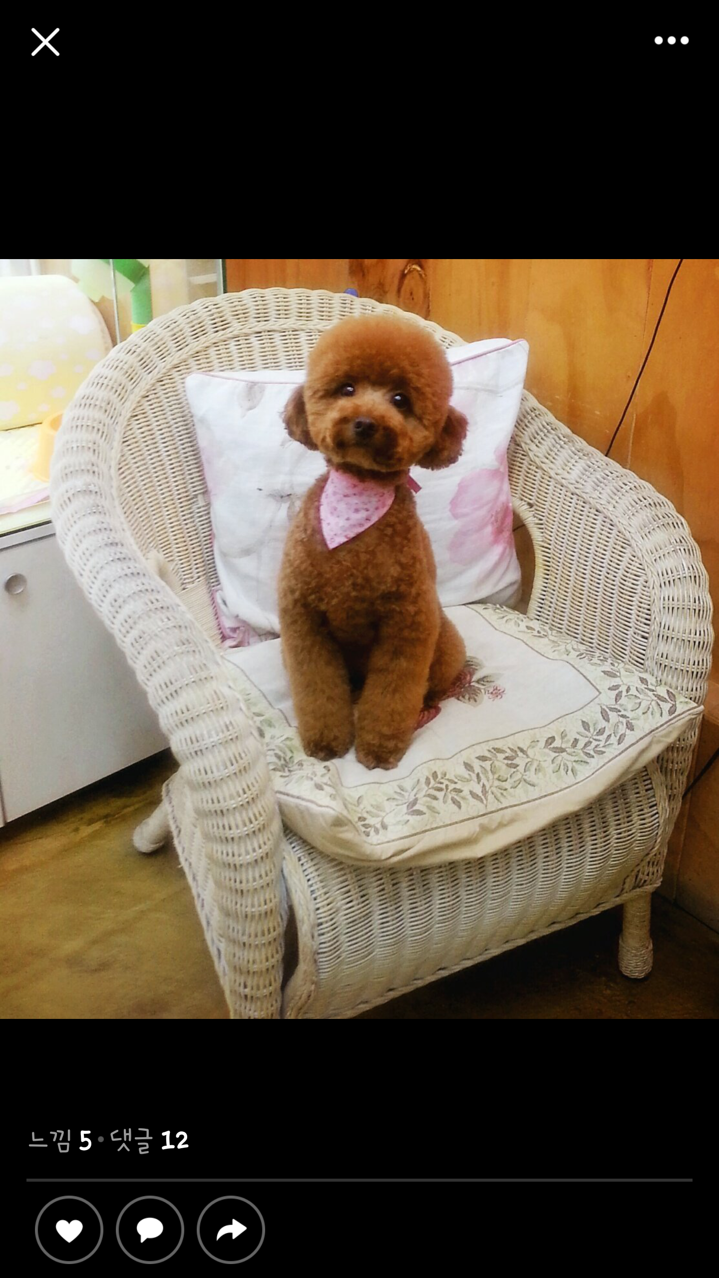 문화애견 대표 이미지