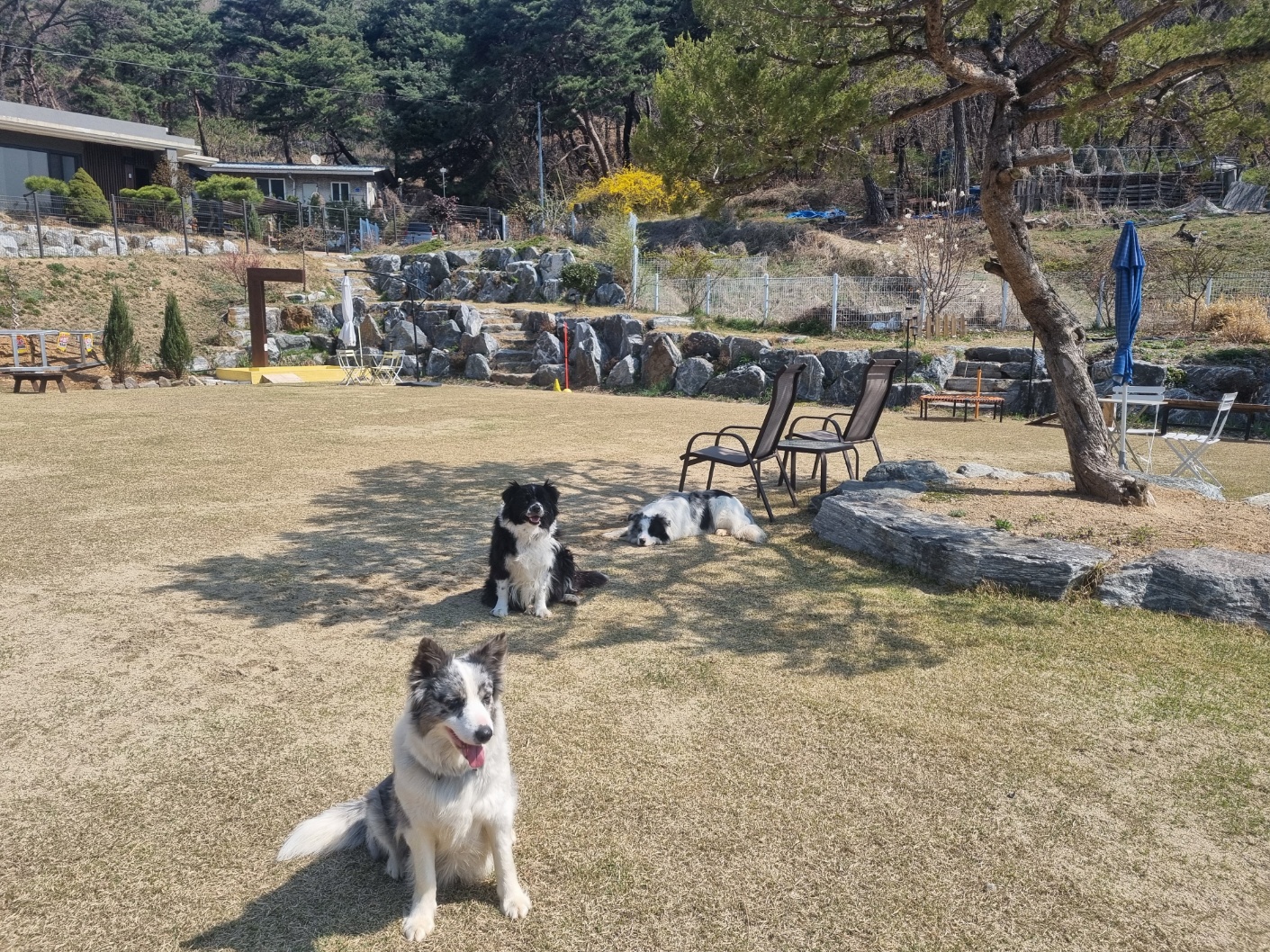 블루포레스트