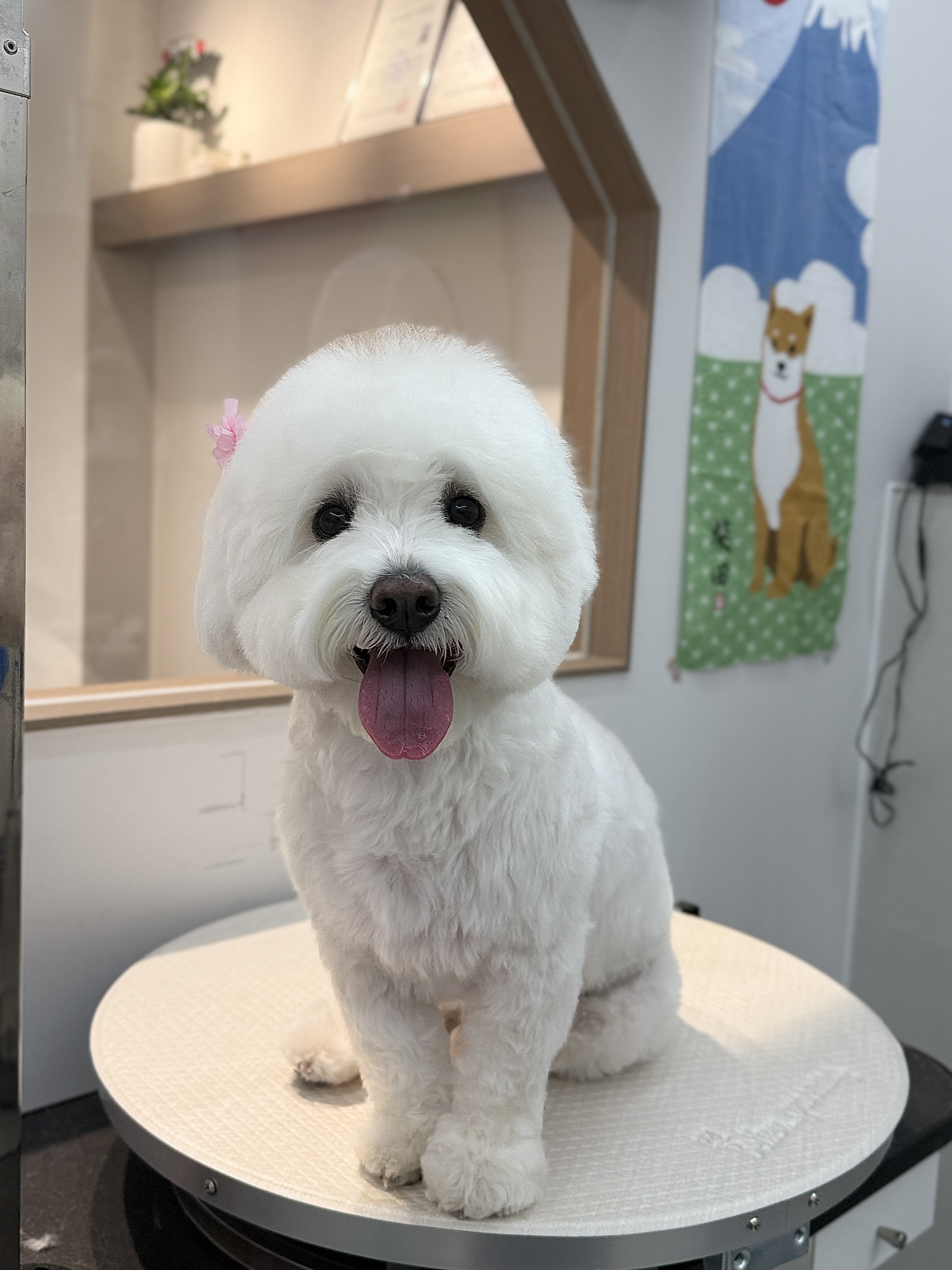 리리디라디독 대표 이미지