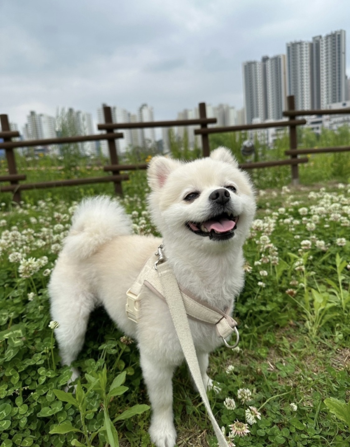 진주시 애견놀이터 2