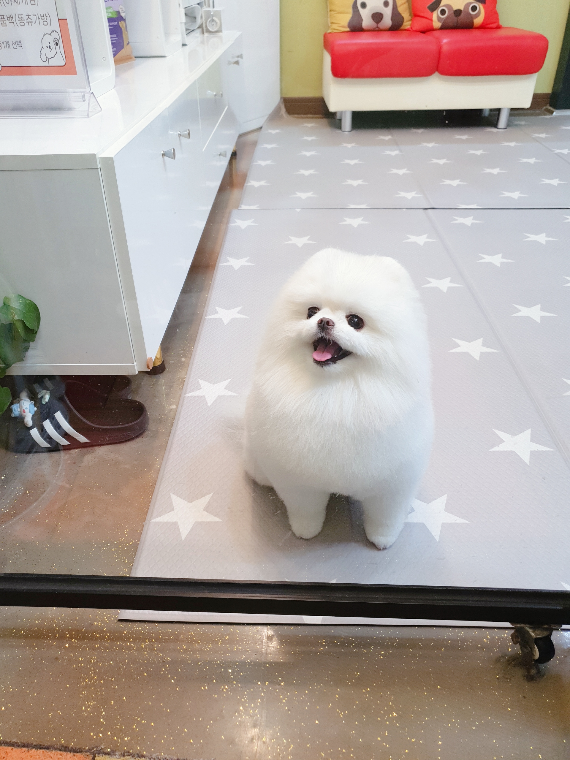 멍멍아산책가자 대표 이미지