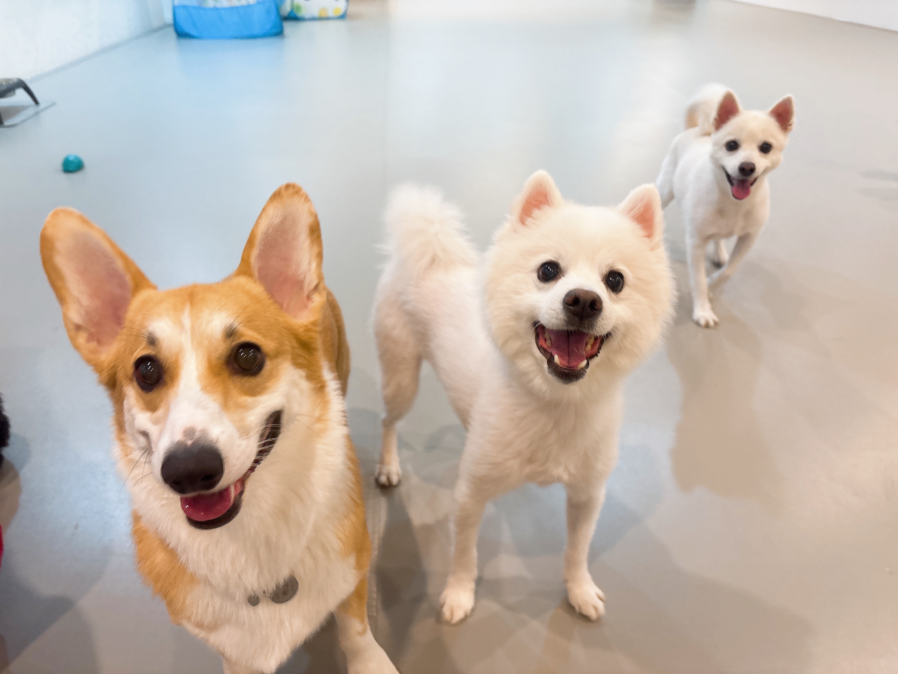 모여라댕댕 대표 이미지