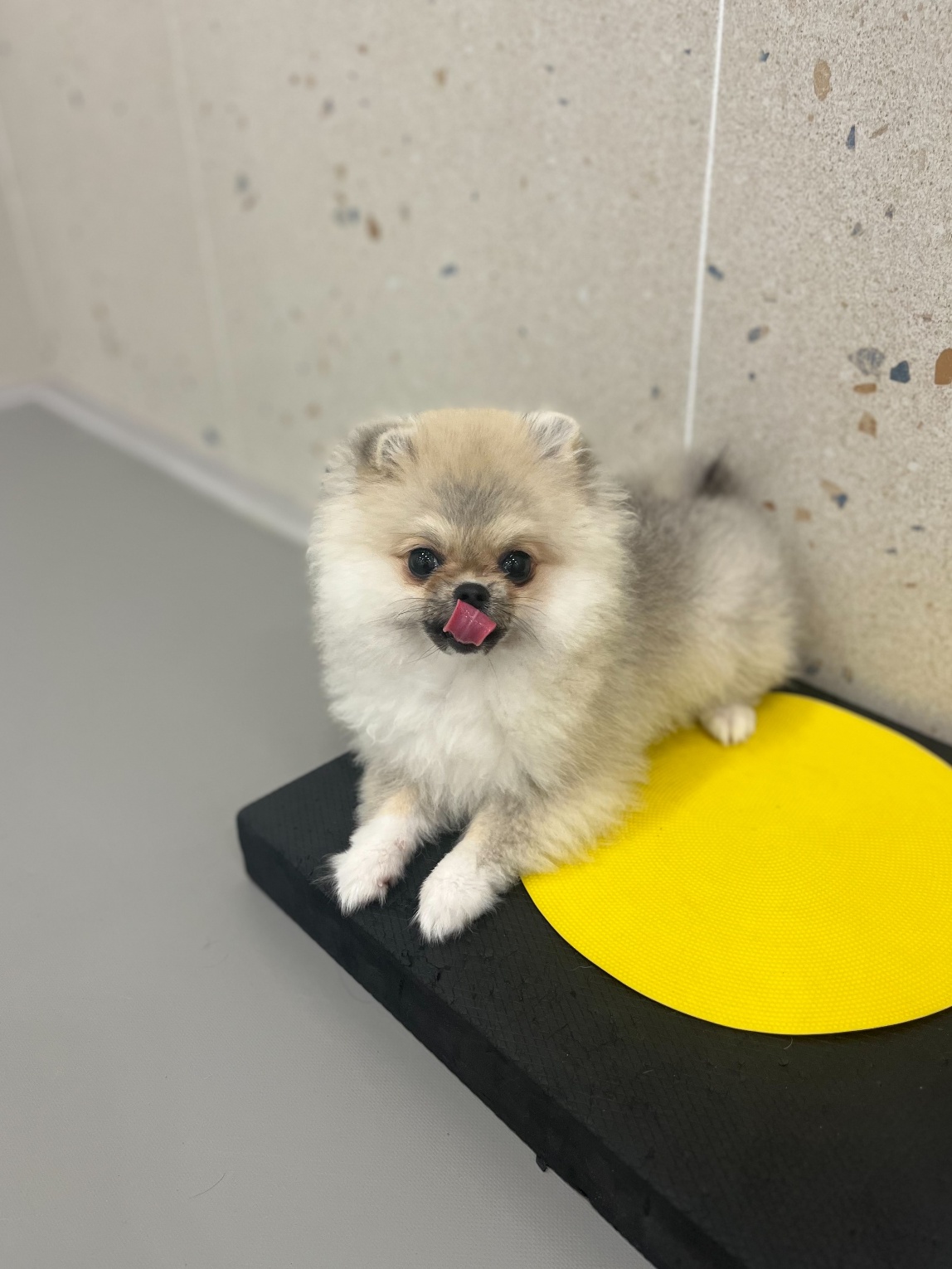 강아지유치원왕왕&애견호텔 대표 이미지