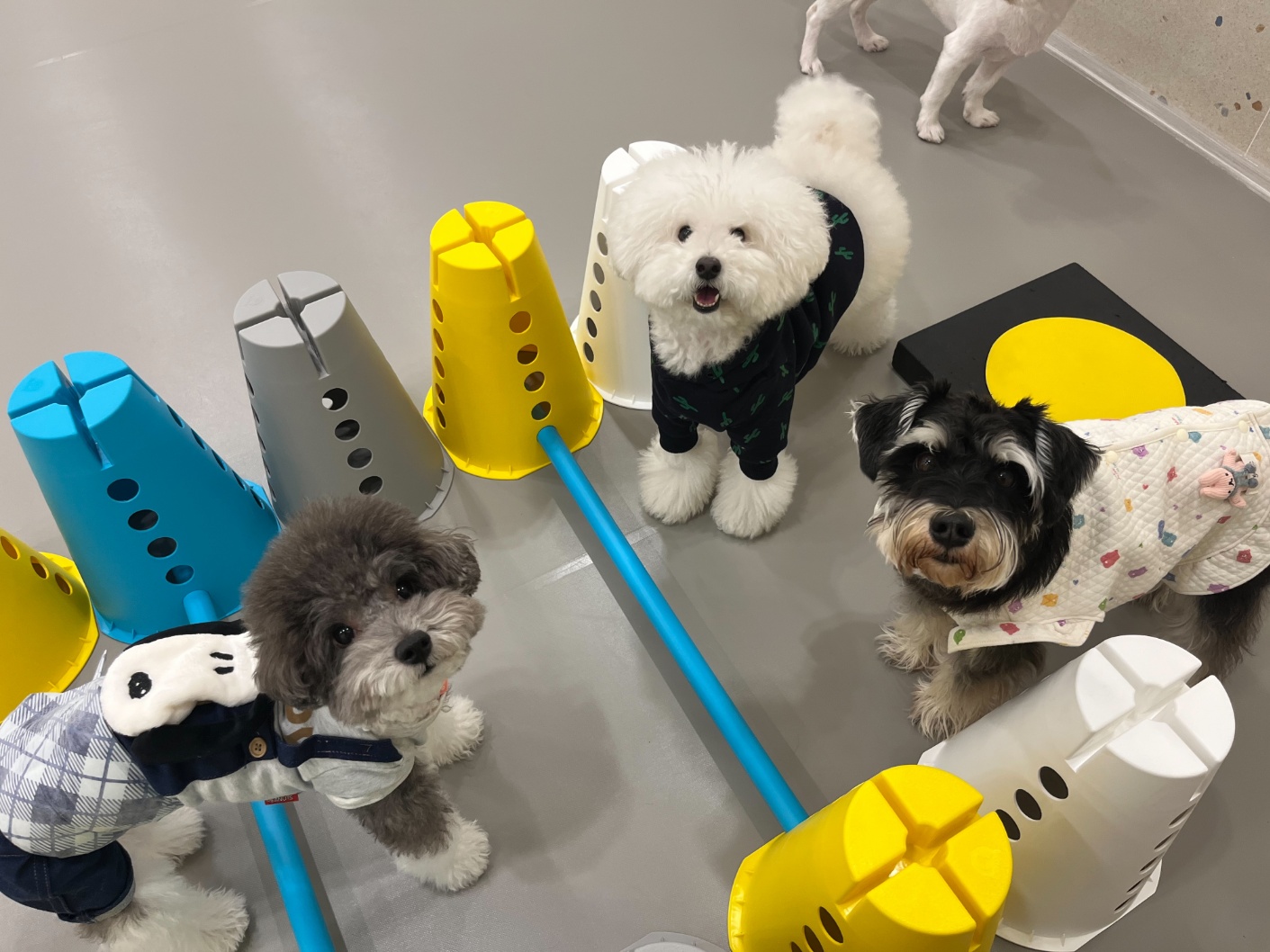 강아지유치원왕왕 대표 이미지