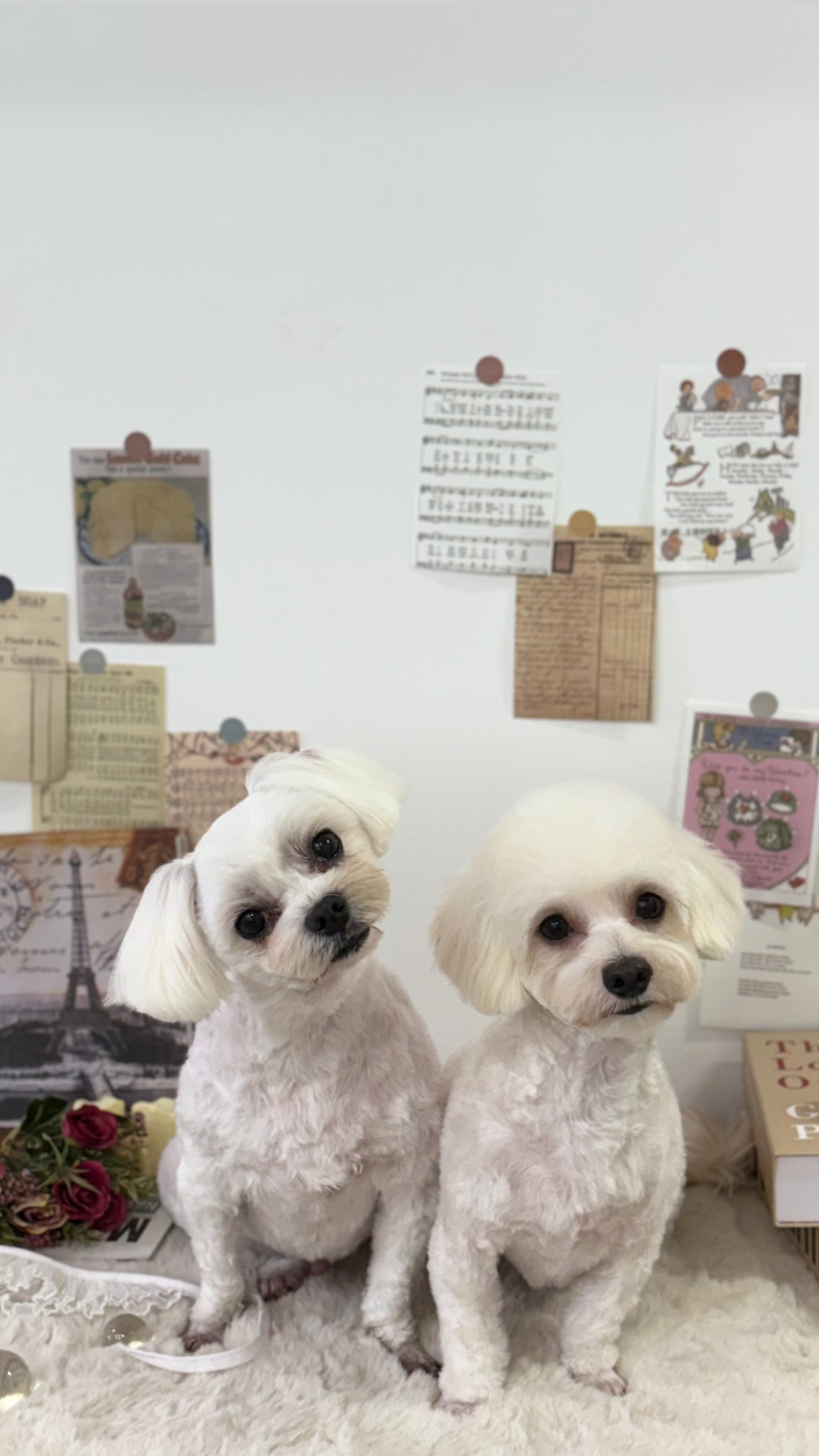 몽모드펫 대표 이미지